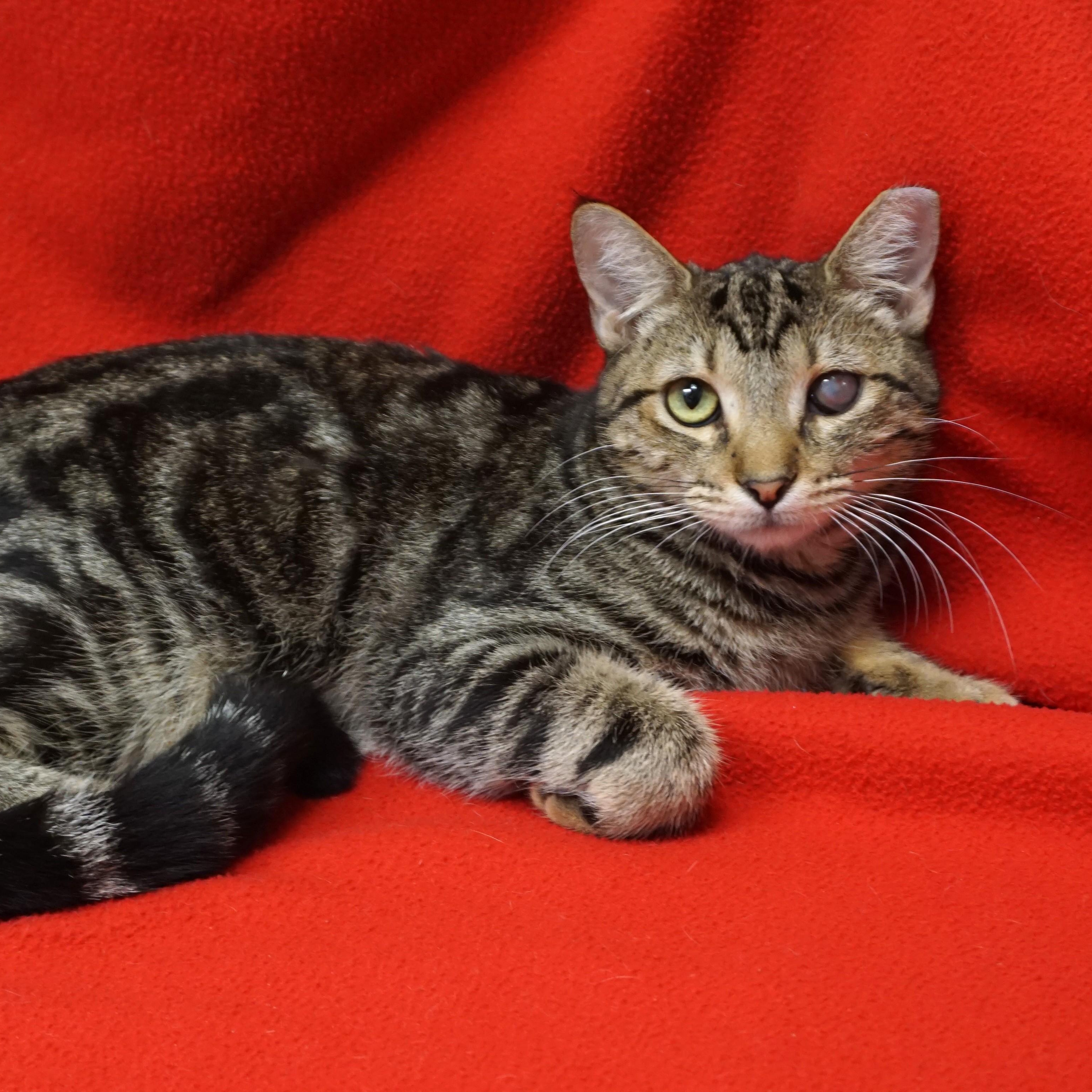 Snicker Doodle, a Adoptable Domestic Short Hair in Fountain Hills, AZ image 1/3