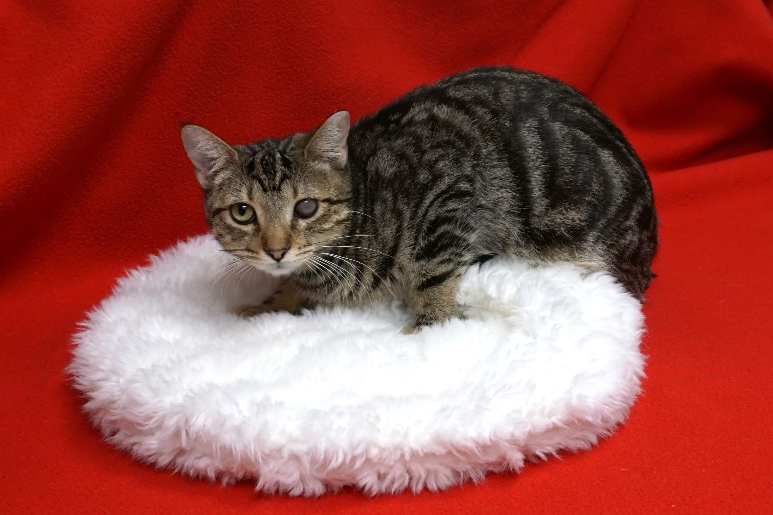 Snicker Doodle — thumbnail 2