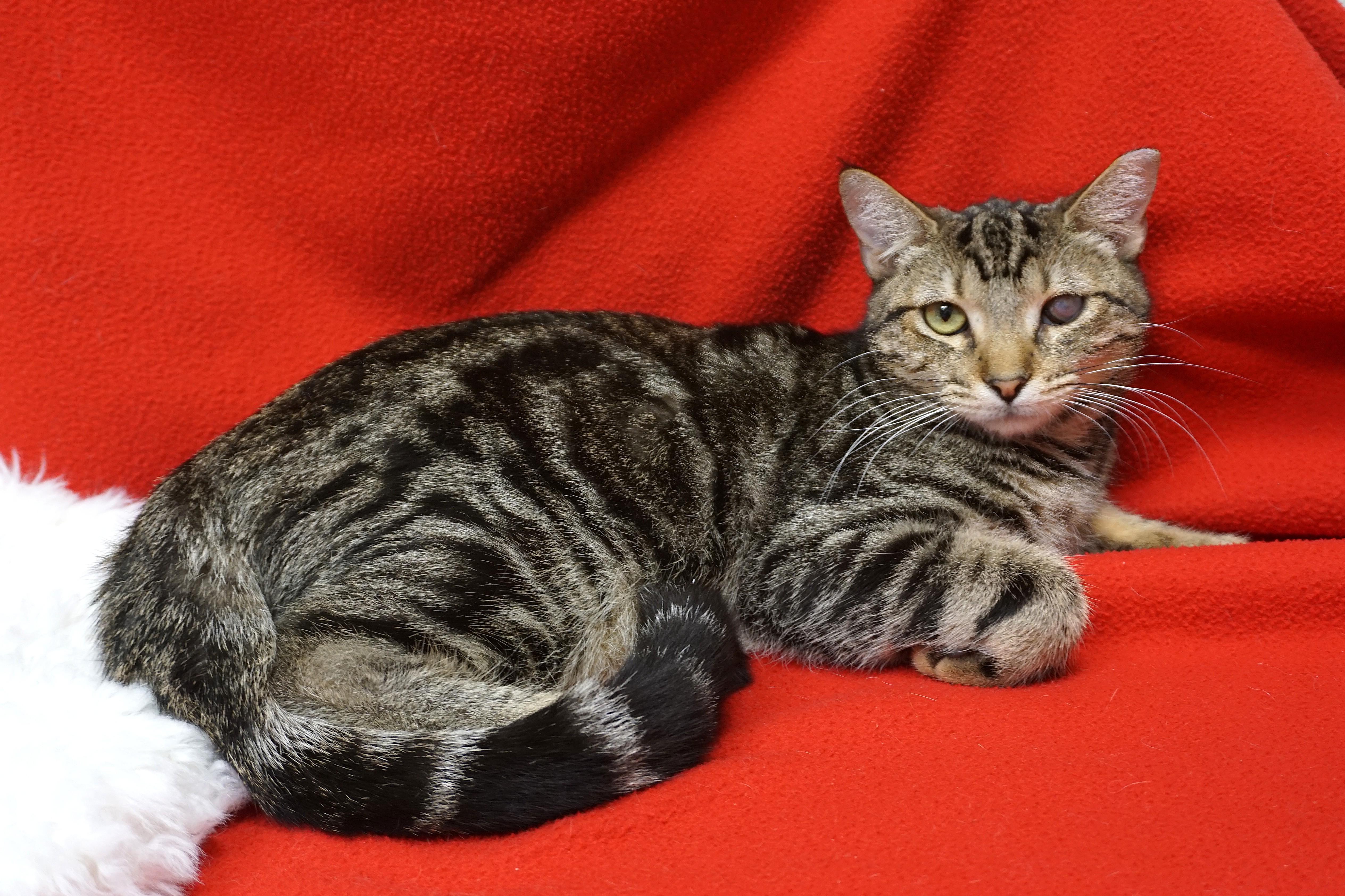 Snicker Doodle, a Adoptable Domestic Short Hair in Fountain Hills, AZ image 3/3