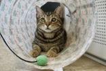 Enlarge Snicker Doodle, a Adoptable Domestic Short Hair in Fountain Hills, AZ image 2/6