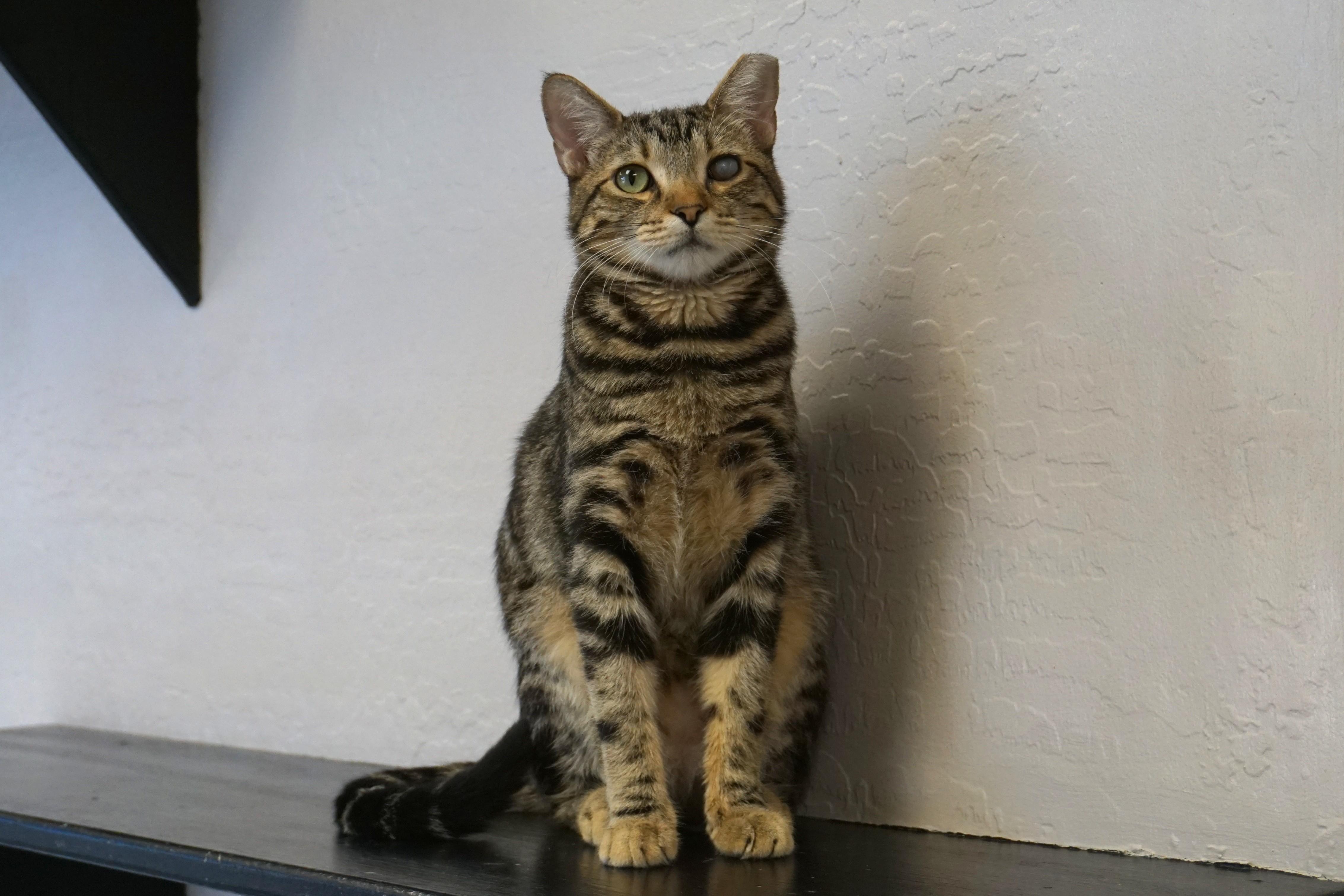 Snicker Doodle, Adoptable, Young Male Domestic Short Hair.