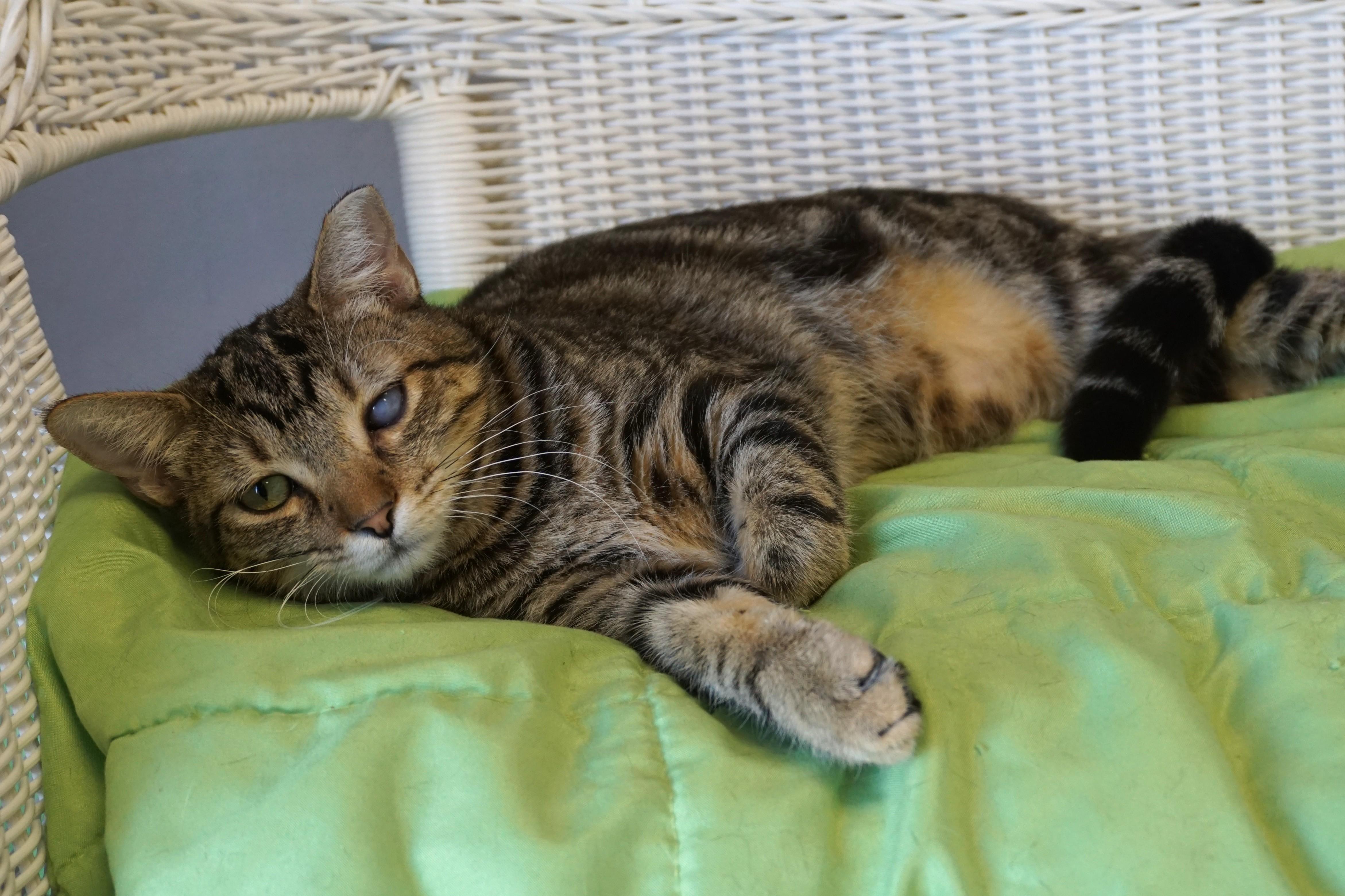 Enlarge Snicker Doodle, a Adoptable Domestic Short Hair in Fountain Hills, AZ image 4/6