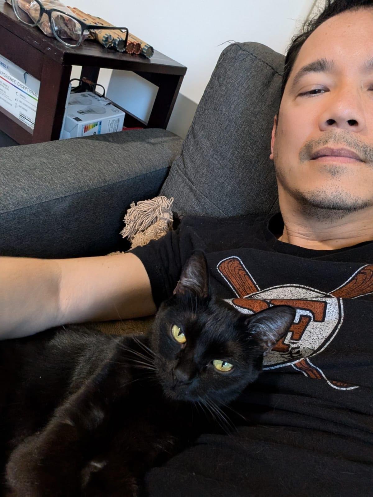 Vera — your best companion you can hope for!, a Adoptable Domestic Short Hair in San Francisco, CA image 1/6