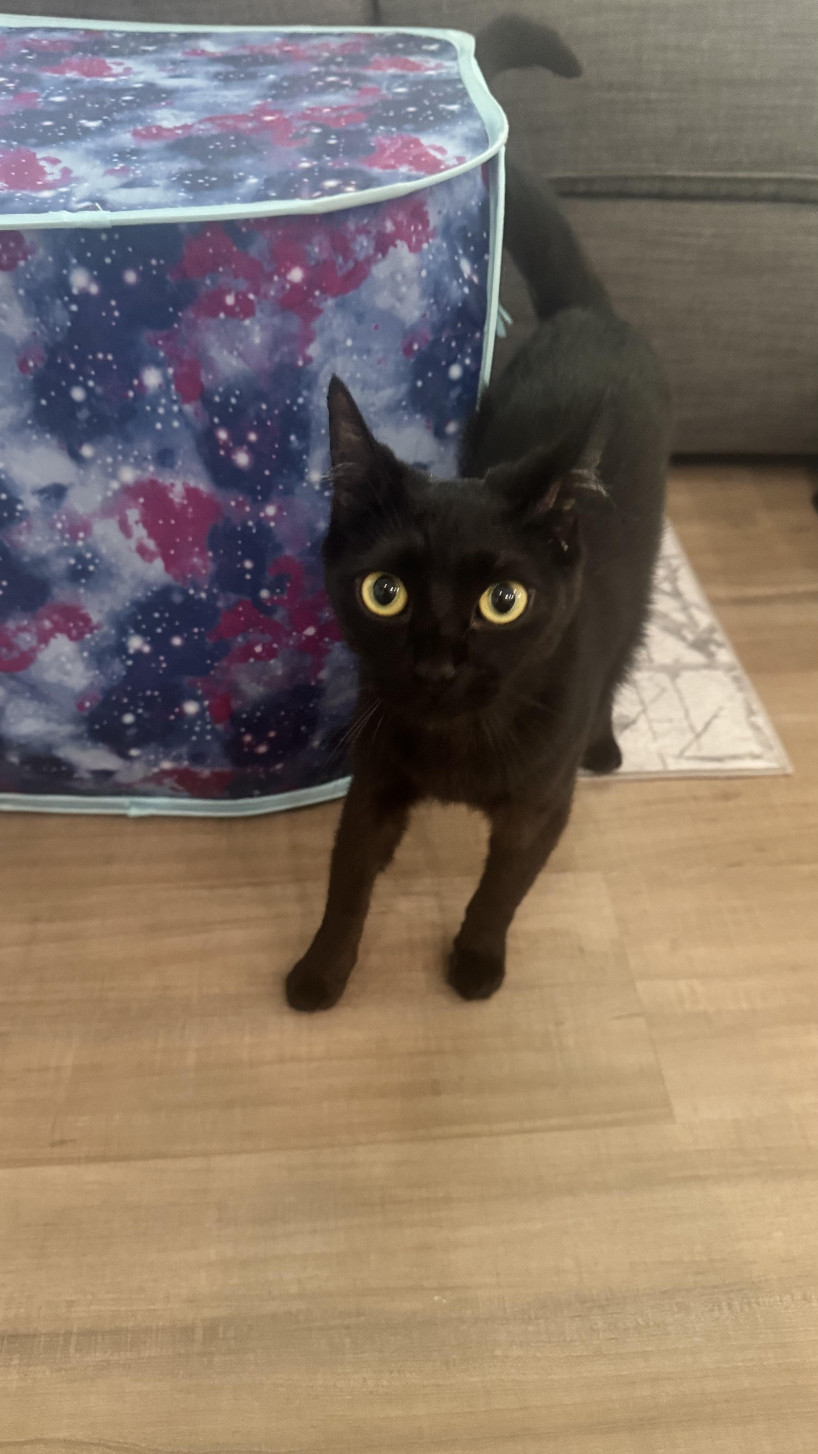 Looking for a cat whos the perfect blend of affectionate and independent Meet Vera our stunning 1