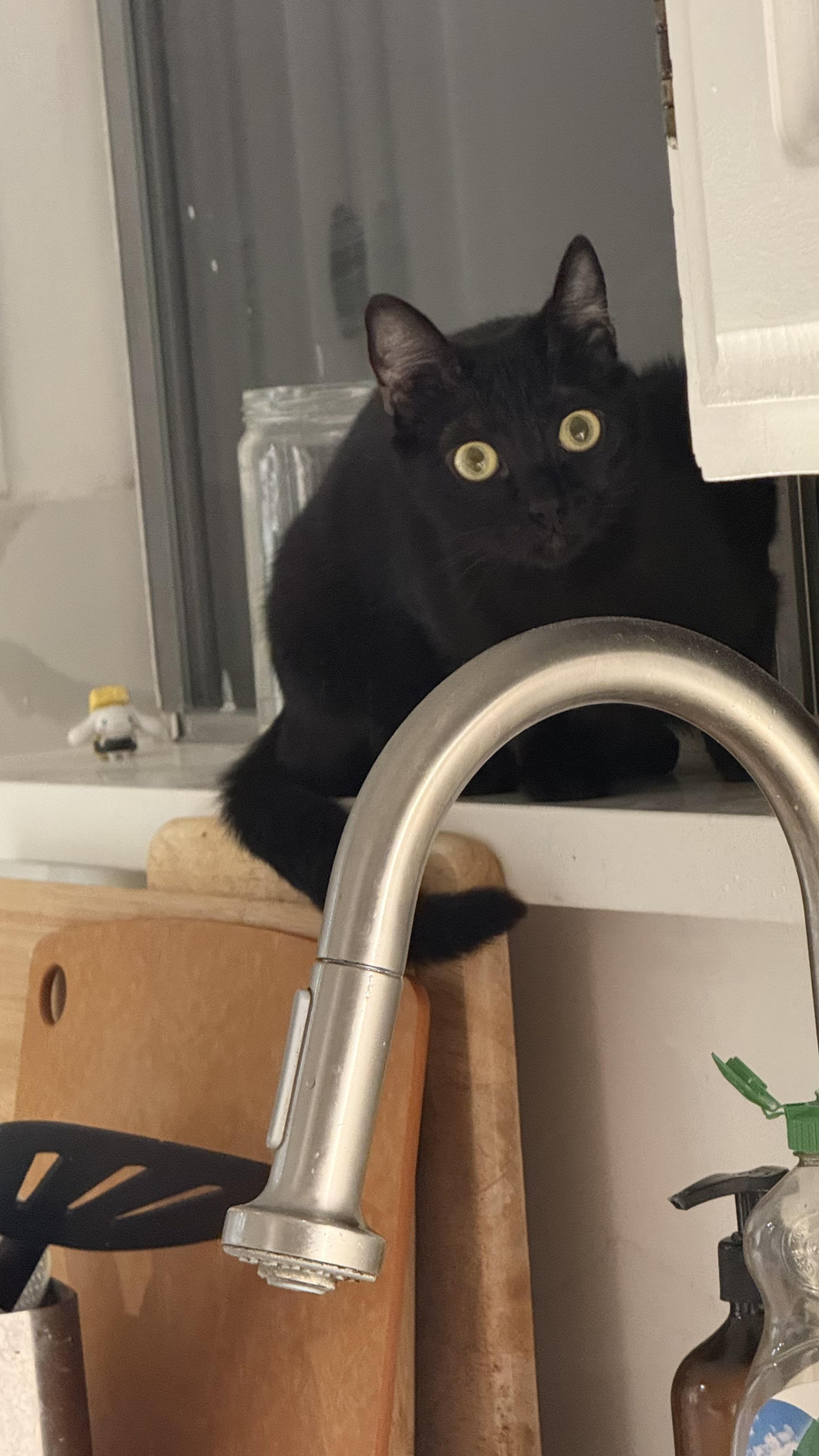 Vera — your best companion you can hope for!, a Adoptable Domestic Short Hair in San Francisco, CA image 3/6