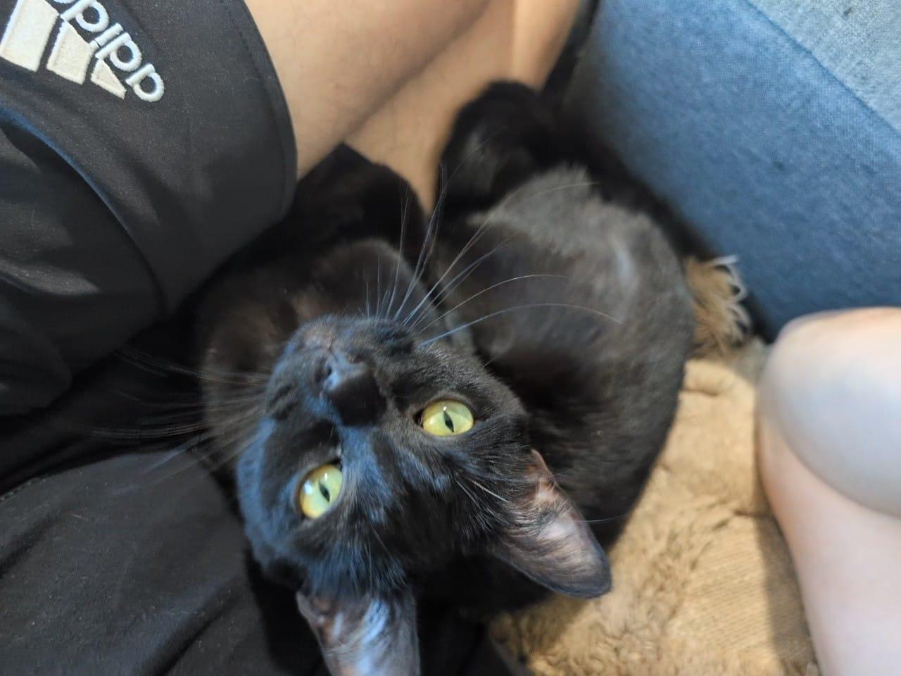 Vera — your best companion you can hope for!, Adoptable, Young Female Domestic Short Hair.