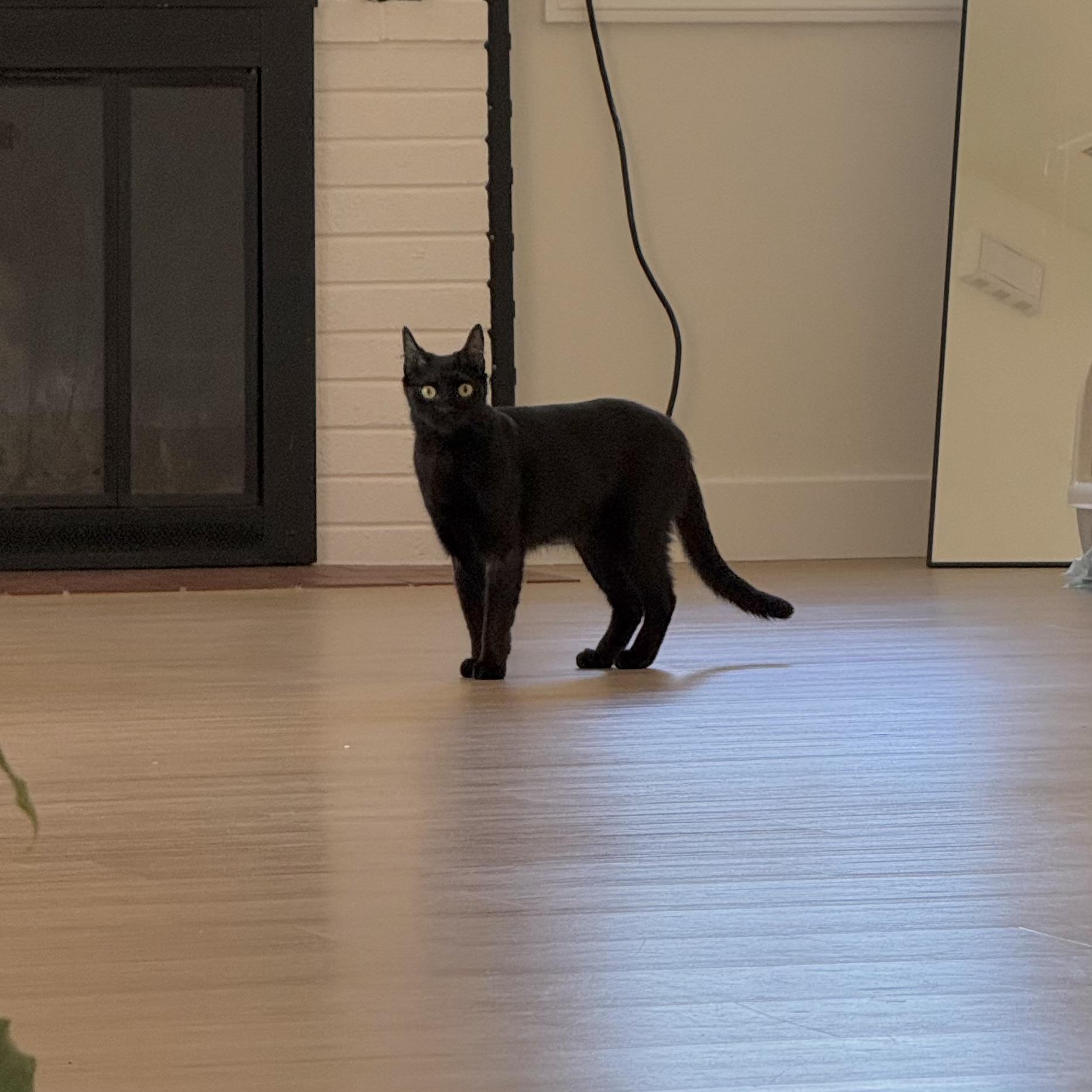 Vera — your best companion you can hope for!, a Adoptable Domestic Short Hair in San Francisco, CA image 5/6