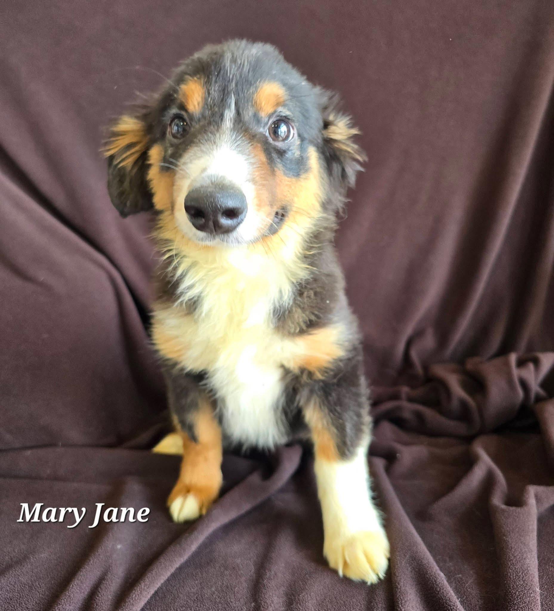 Enlarge Mary Jane, an adopted Australian Shepherd in St. Clairsville, OH image 1/1