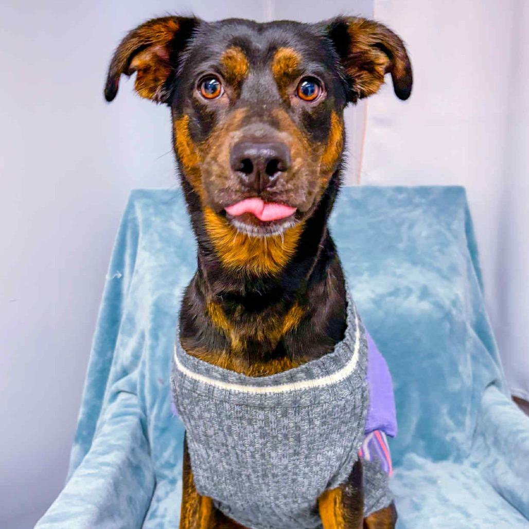 Prime, a Adoptable Mixed Breed in St. Peters, MO image 1/5