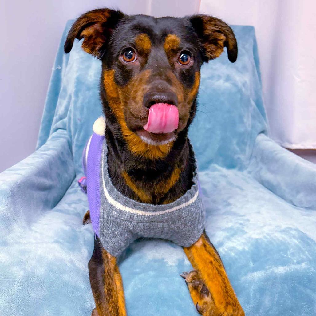 Prime, a Adoptable Mixed Breed in St. Peters, MO image 2/5