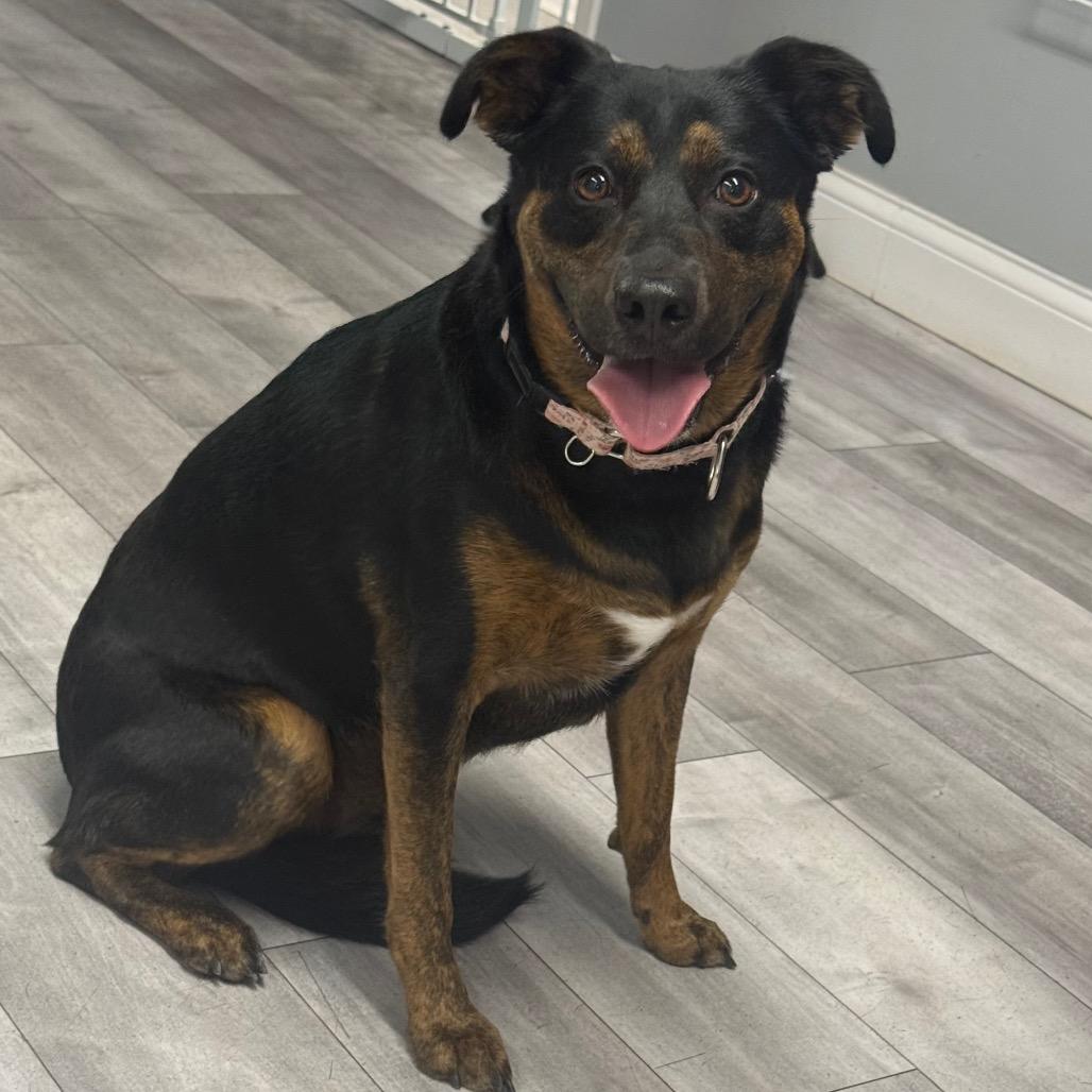 Prime, a Adoptable Mixed Breed in St. Peters, MO image 3/5