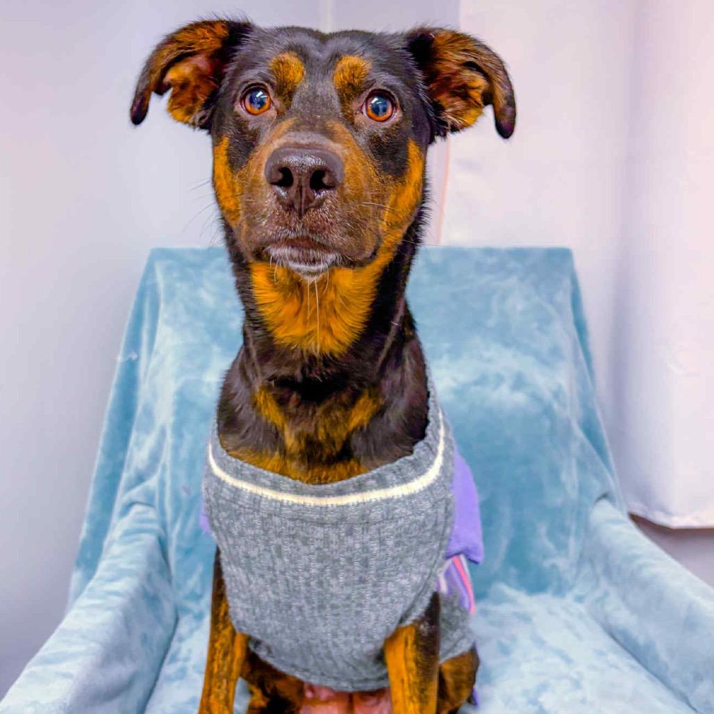 Prime, a Adoptable Mixed Breed in St. Peters, MO image 4/5