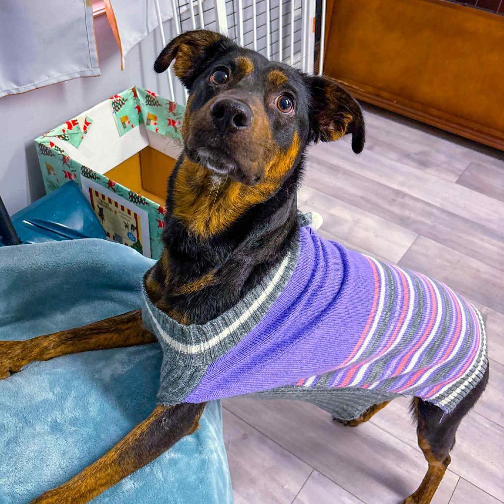 Prime, a Adoptable Mixed Breed in St. Peters, MO image 5/5