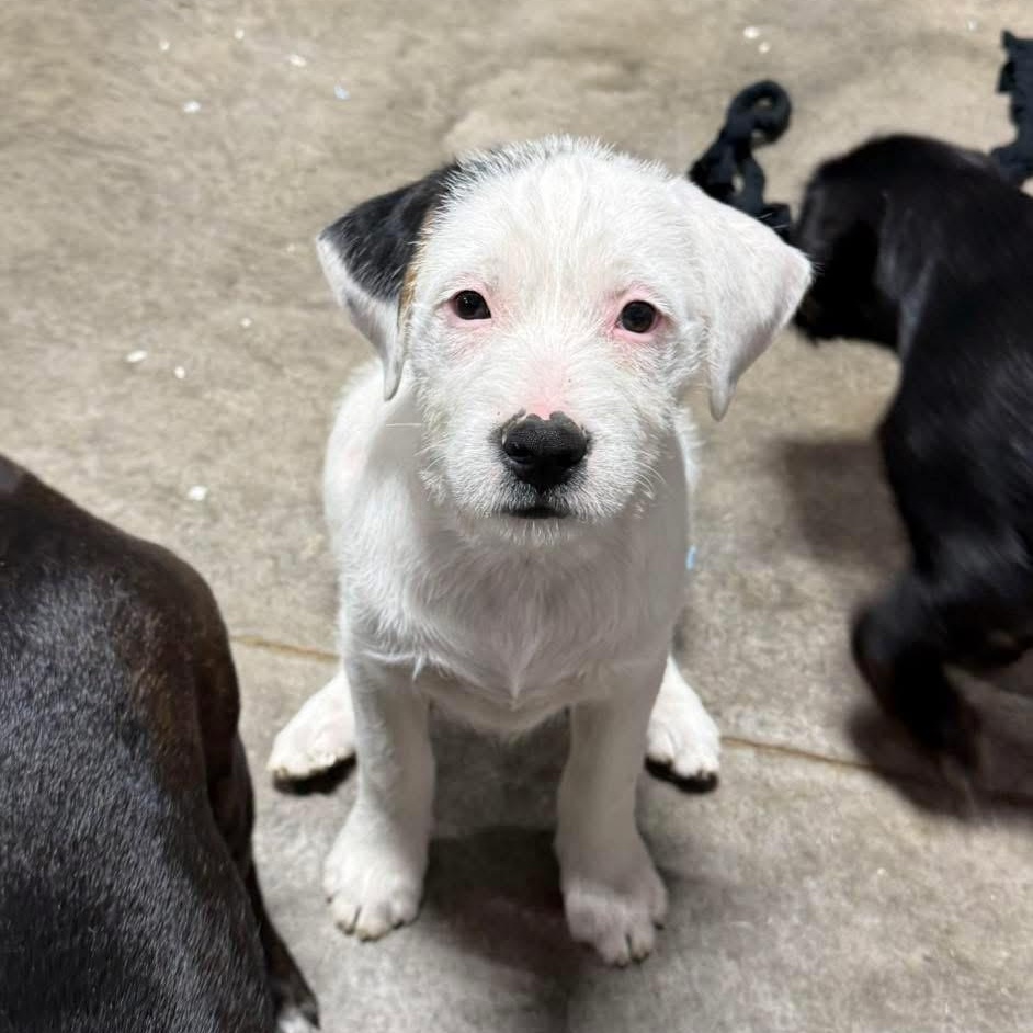 Enlarge Marshmallow , a ADOPTABLE mixed breed in Lubbock, TX image 2/5