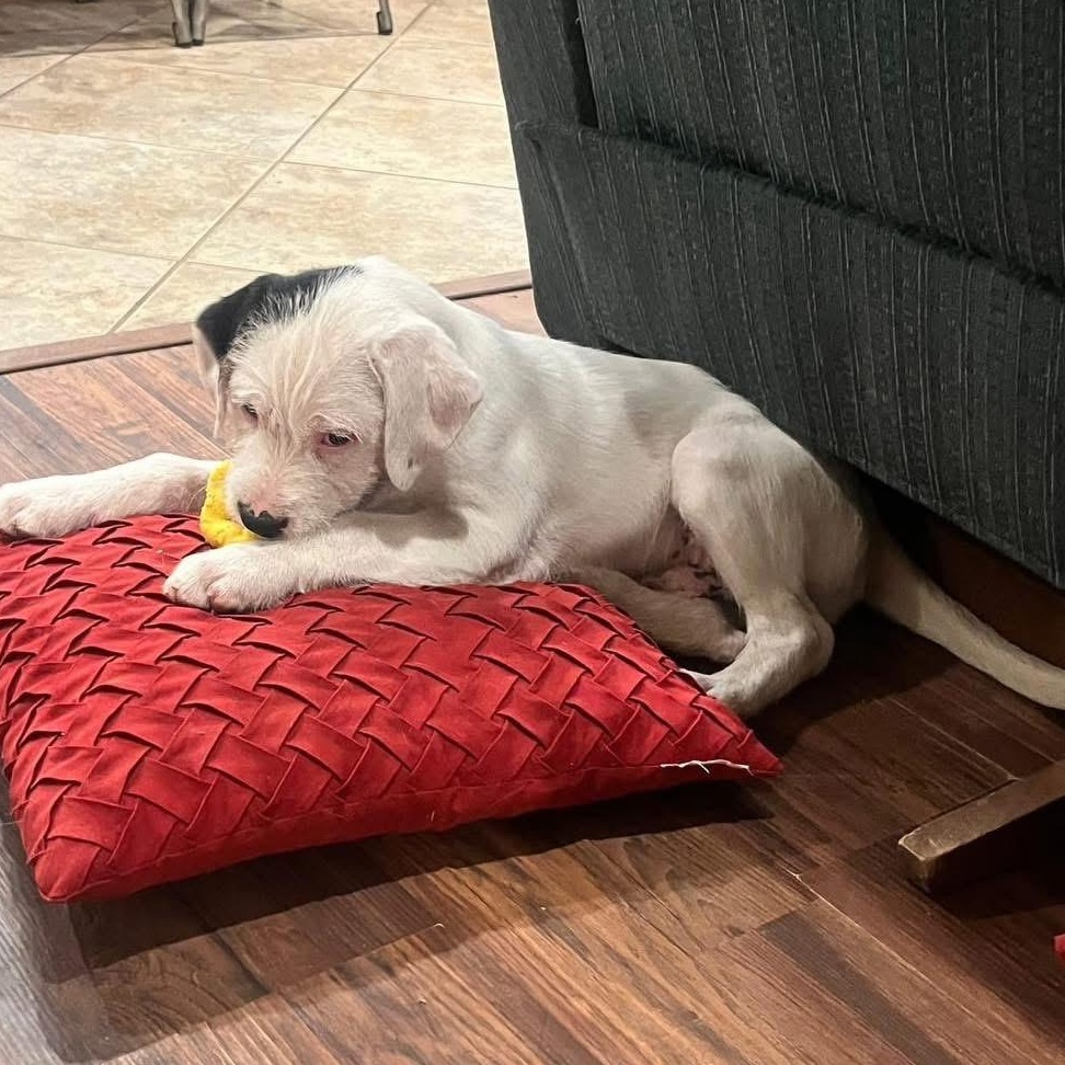 Enlarge Marshmallow , a ADOPTABLE mixed breed in Lubbock, TX image 3/5