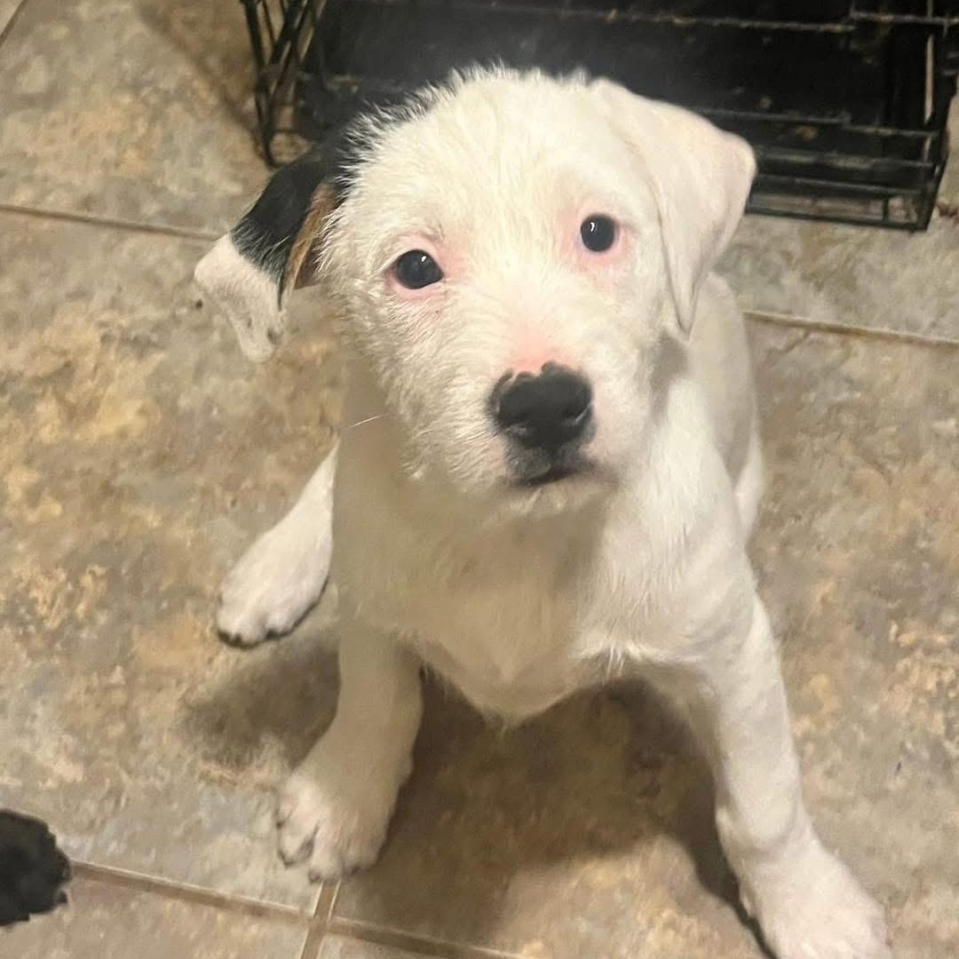 Enlarge Marshmallow , a ADOPTABLE mixed breed in Lubbock, TX image 1/5