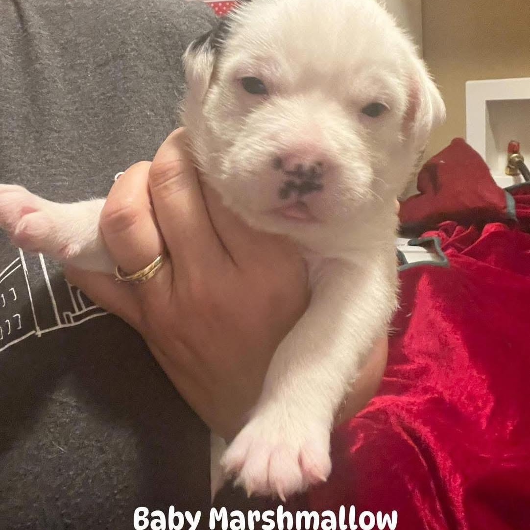 Enlarge Marshmallow , a ADOPTABLE mixed breed in Lubbock, TX image 5/5