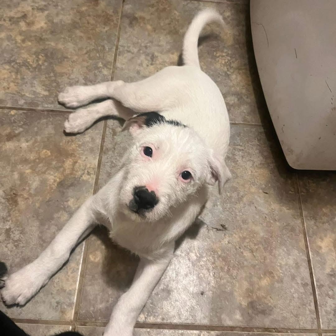 Enlarge Marshmallow , a ADOPTABLE mixed breed in Lubbock, TX image 4/5