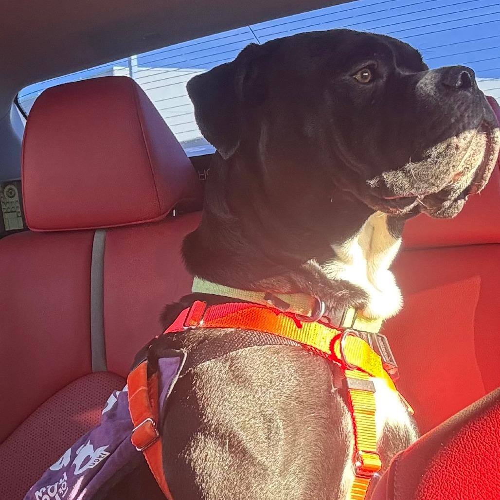 Hulk, Adoptable, Young Male Mixed Breed.