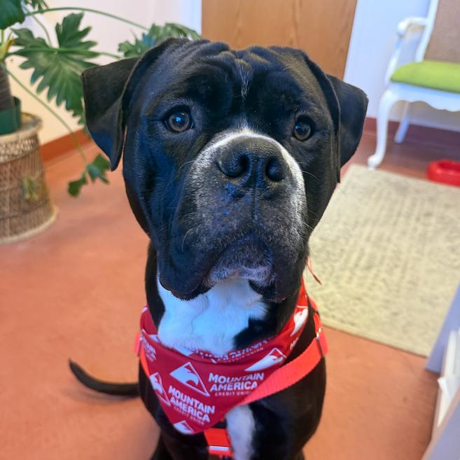 Enlarge Hulk, a Adoptable Mixed Breed in Murray, UT image 2/6