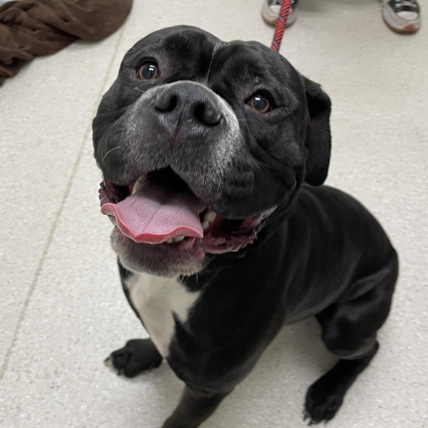 Enlarge Hulk, a Adoptable Mixed Breed in Murray, UT image 3/6