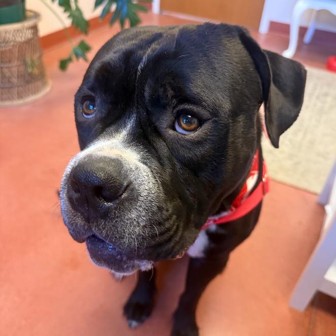 Enlarge Hulk, a Adoptable Mixed Breed in Murray, UT image 4/6