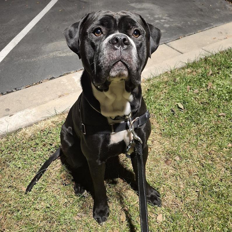 Enlarge Hulk, a Adoptable Mixed Breed in Murray, UT image 5/6