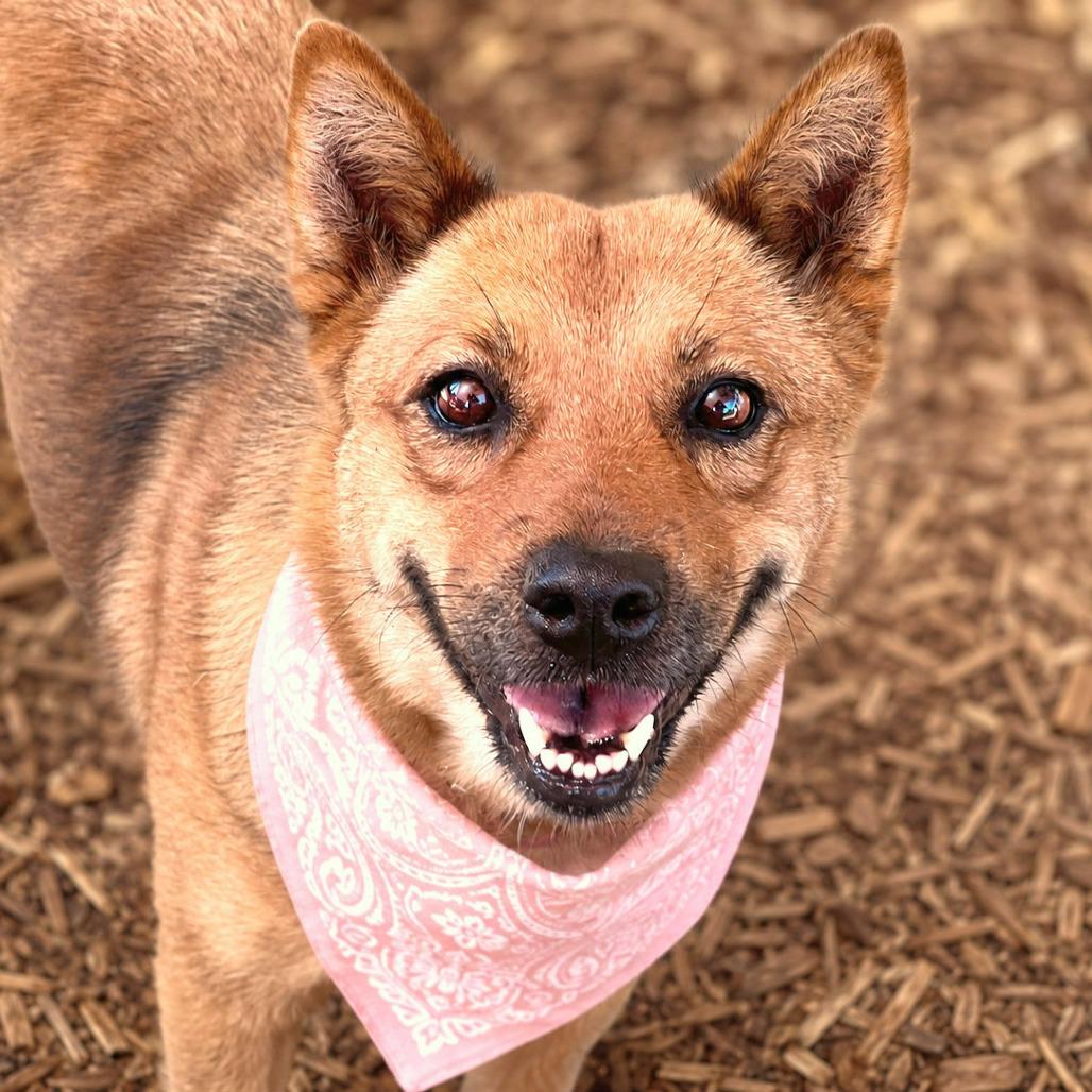Happy, Adoptable, Adult Female Shepherd & Chow Chow.