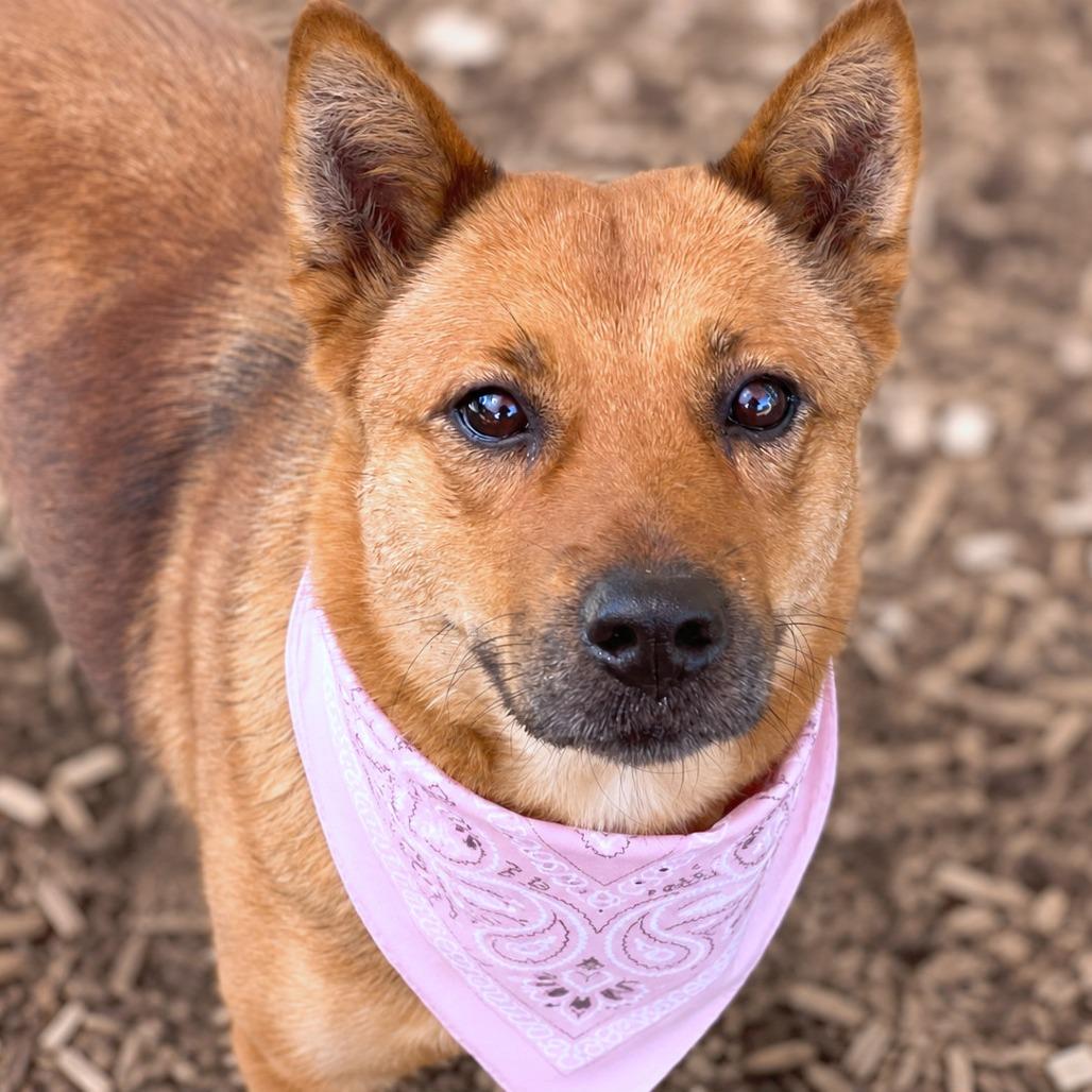 Enlarge Happy, a Adoptable mixed breed in Boerne, TX image 3/6