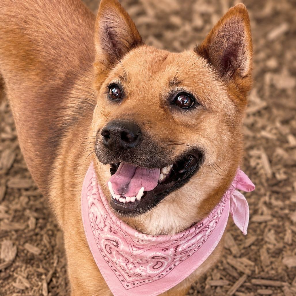 Enlarge Happy, a Adoptable mixed breed in Boerne, TX image 4/6