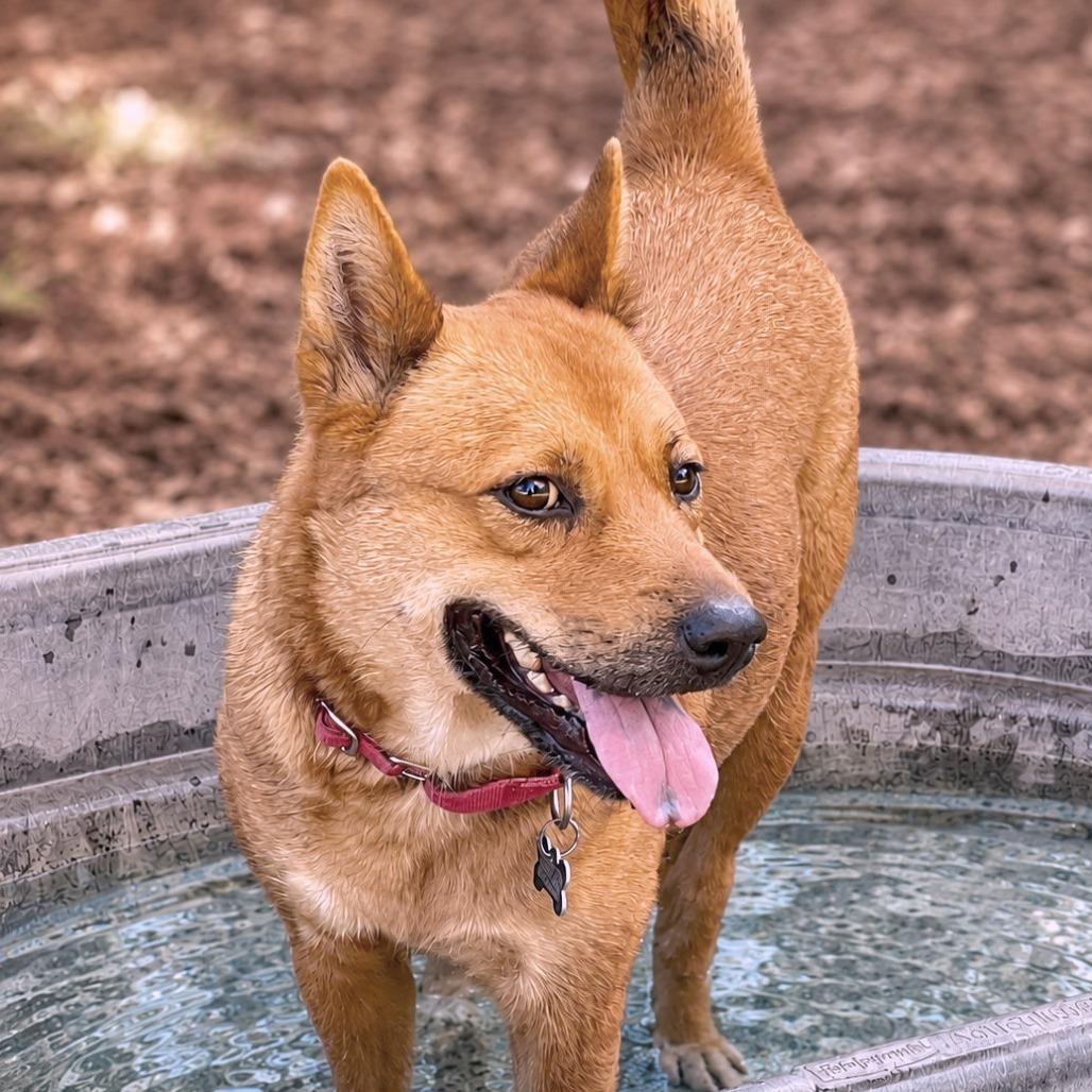Enlarge Happy, a Adoptable mixed breed in Boerne, TX image 5/6