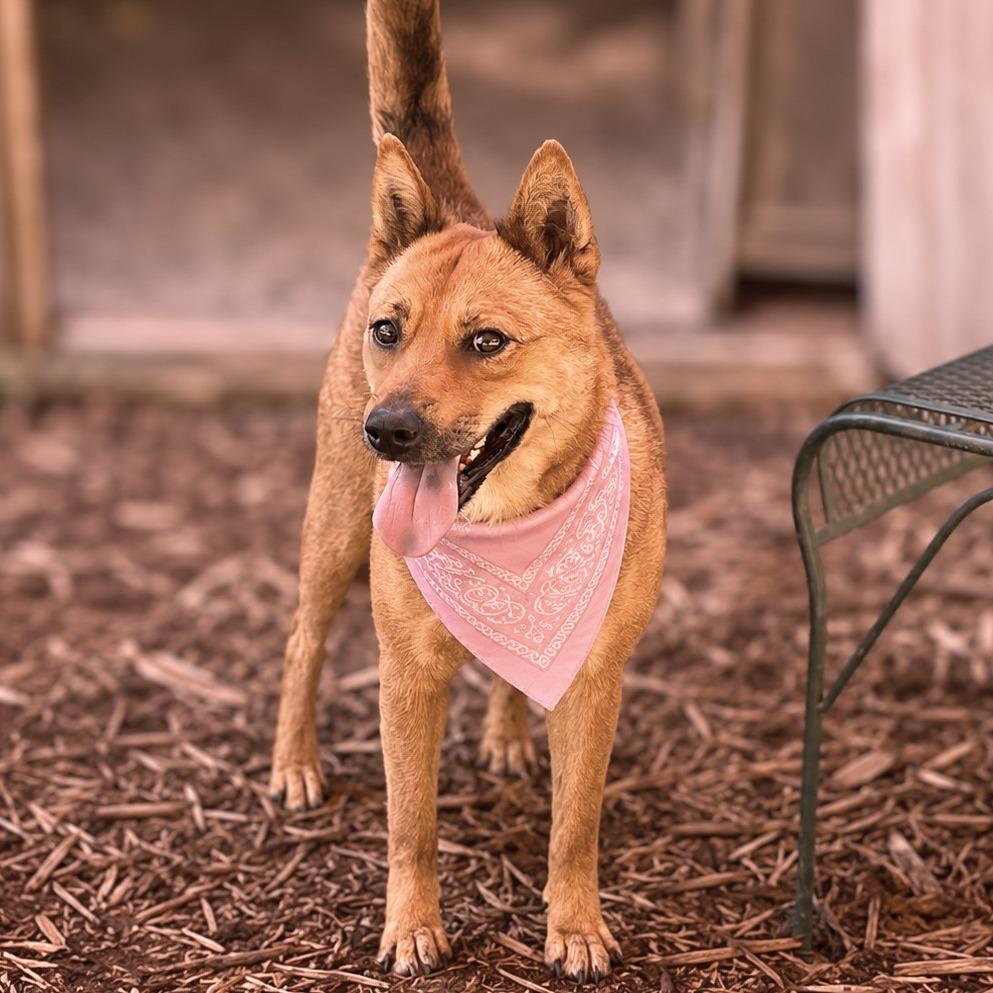 Enlarge Happy, a Adoptable mixed breed in Boerne, TX image 6/6