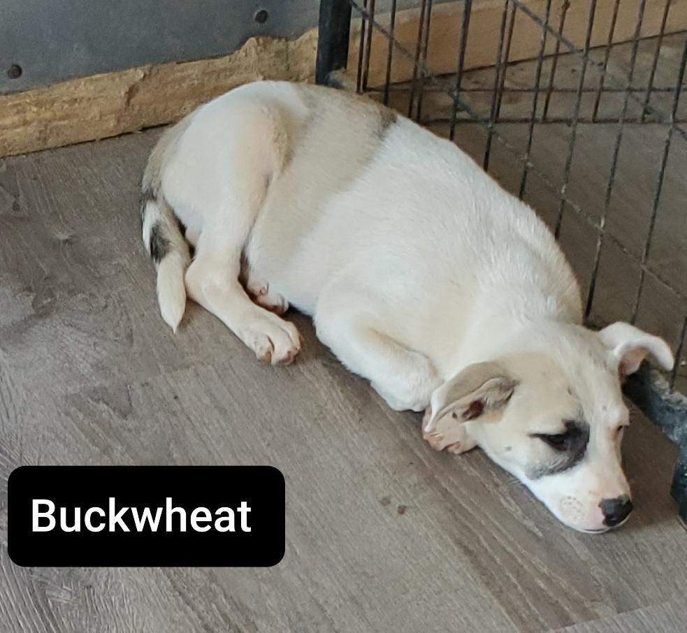 Buckwheat