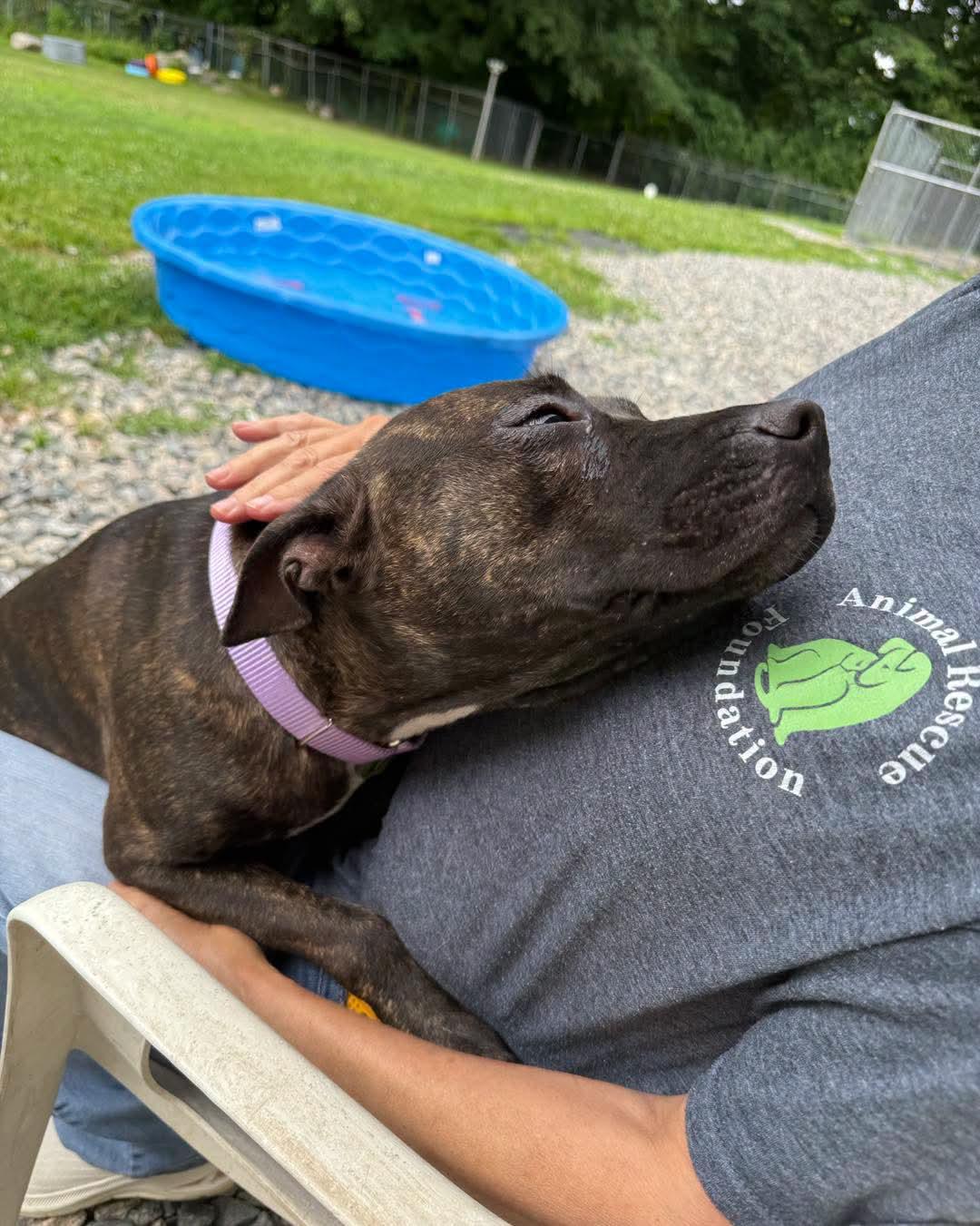 Enlarge Dharma, a Adopted mixed breed in Terryville, CT image 4/6