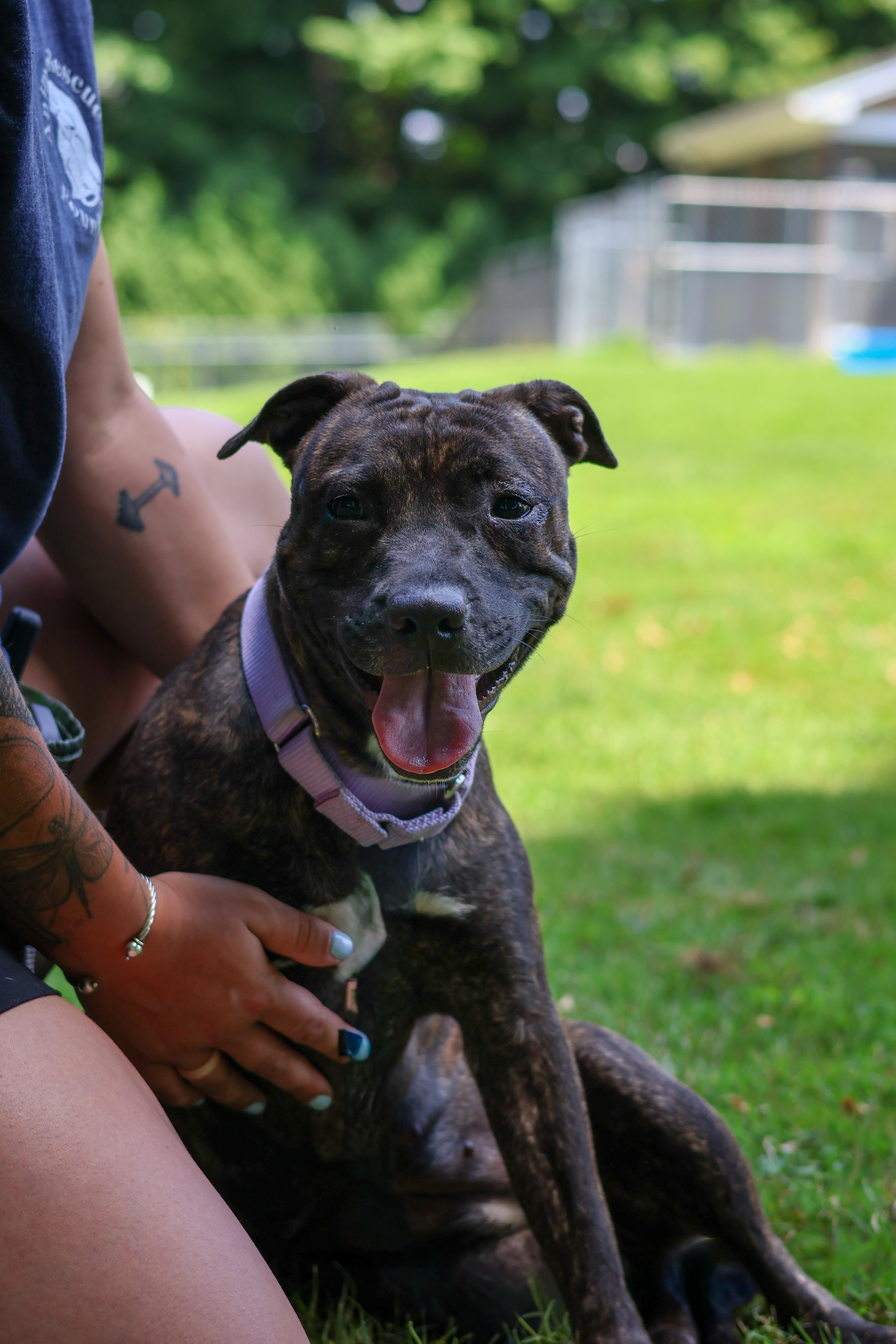 Enlarge Dharma, a Adopted mixed breed in Terryville, CT image 5/6