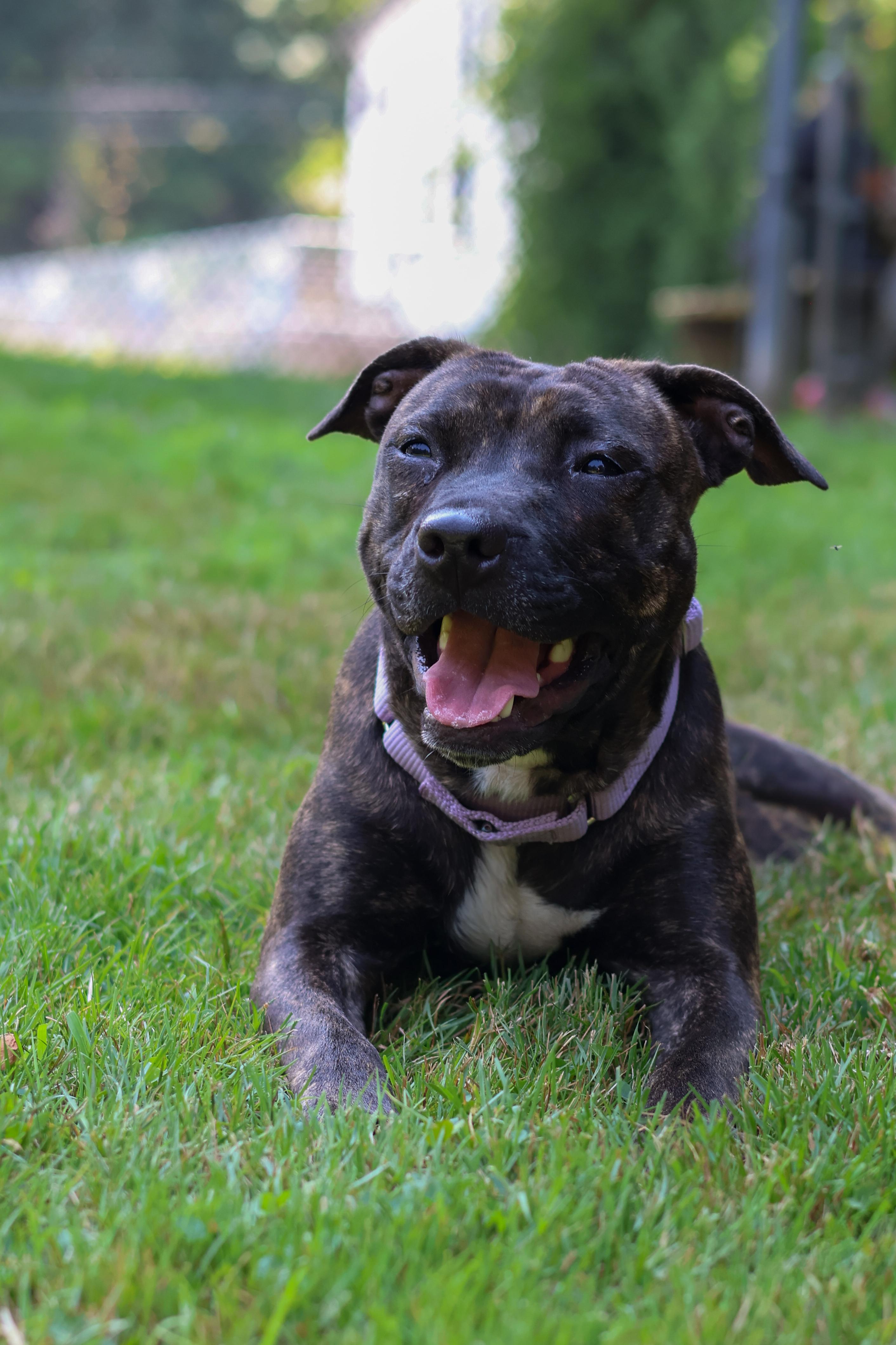 Dharma, Adoptable, Adult Female Pit Bull Terrier & Labrador Retriever.