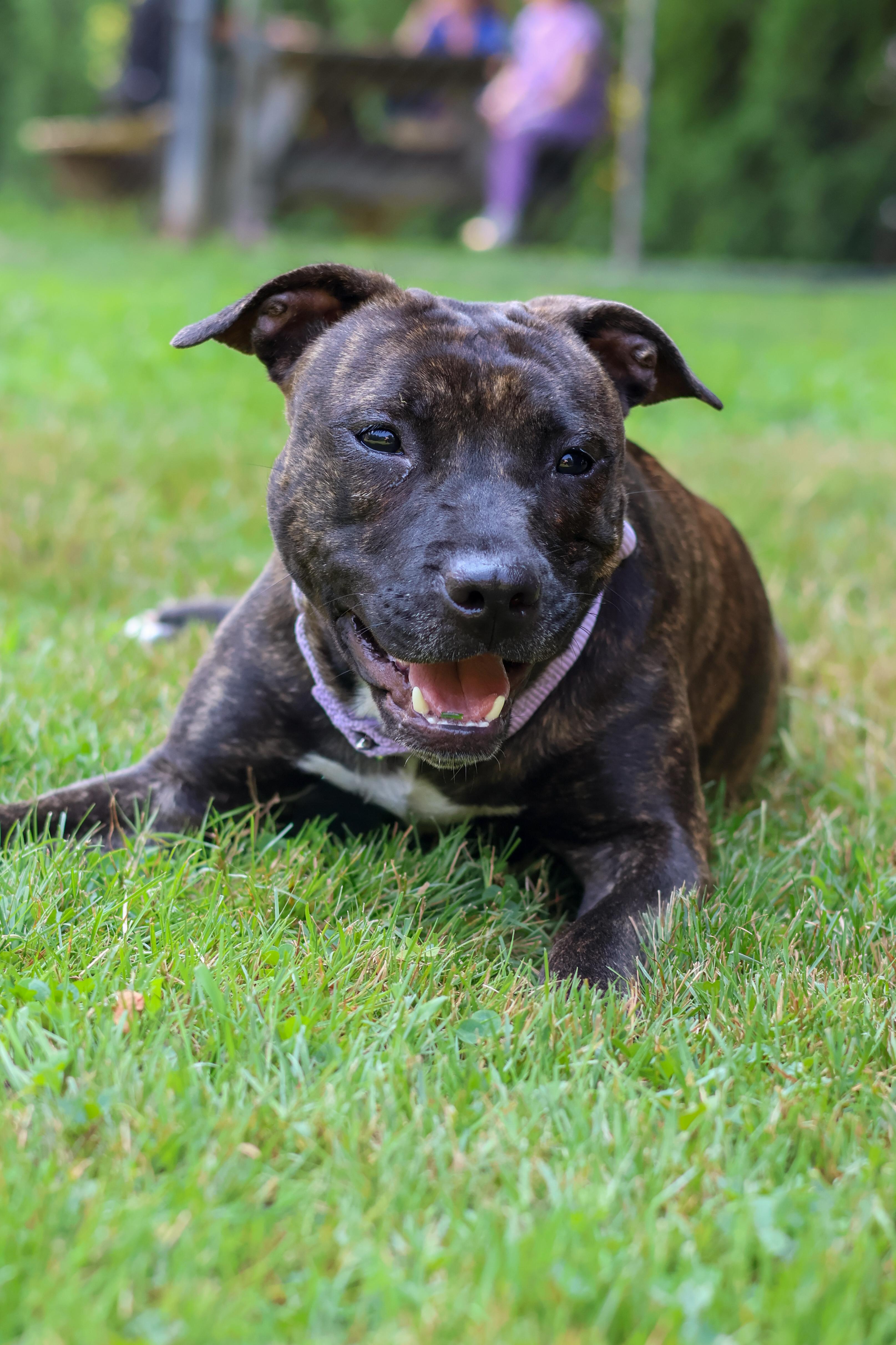 Enlarge Dharma, a Adopted mixed breed in Terryville, CT image 3/6