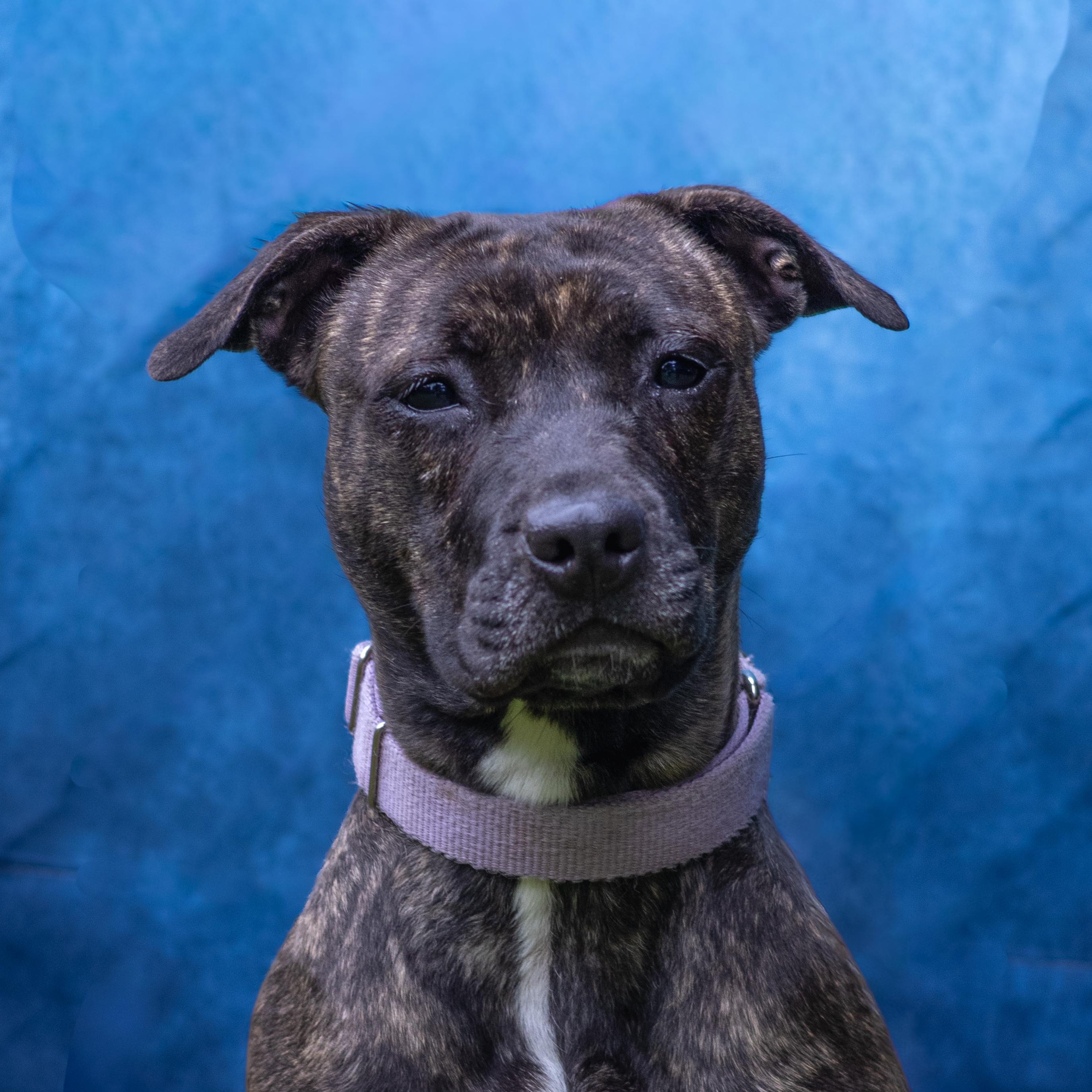 Enlarge Dharma, a Adopted mixed breed in Terryville, CT image 6/6