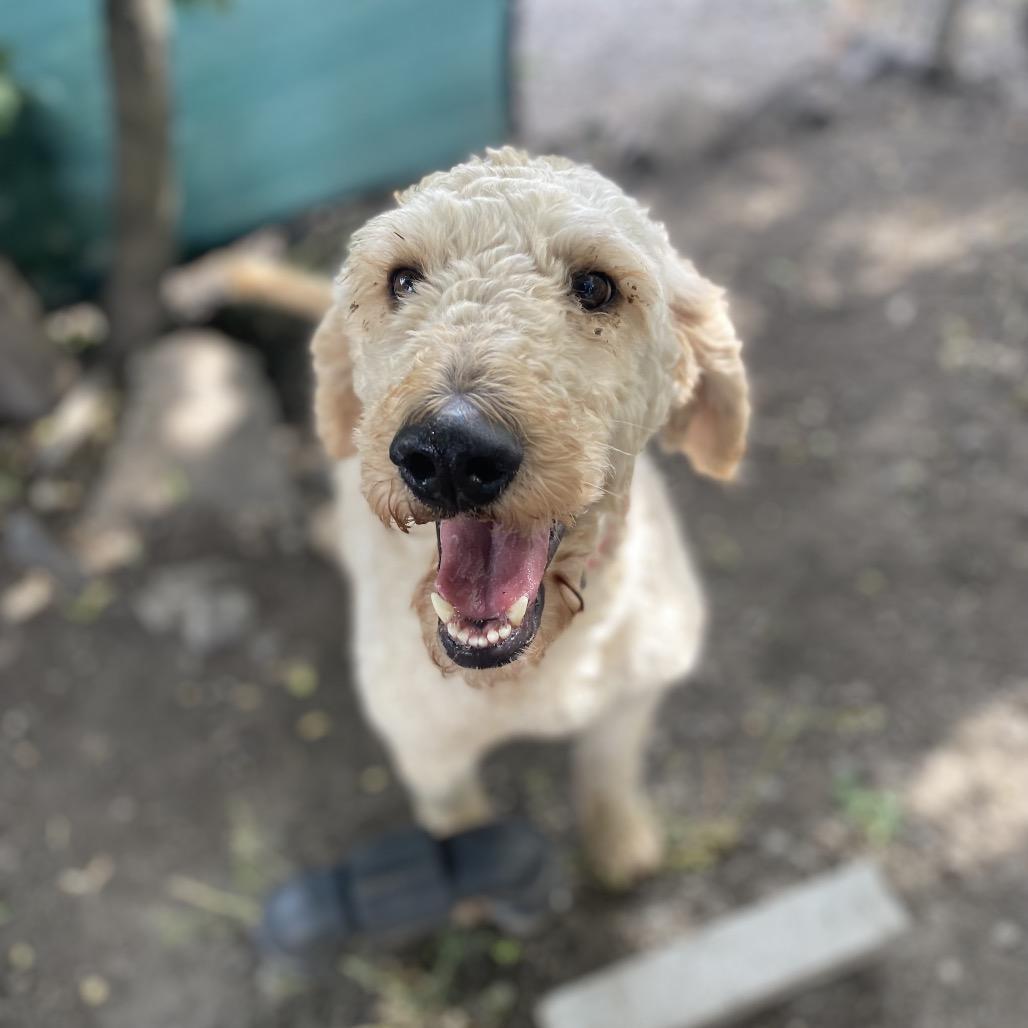 Opal, Adoptable, Adult Female Standard Poodle & Mixed Breed.