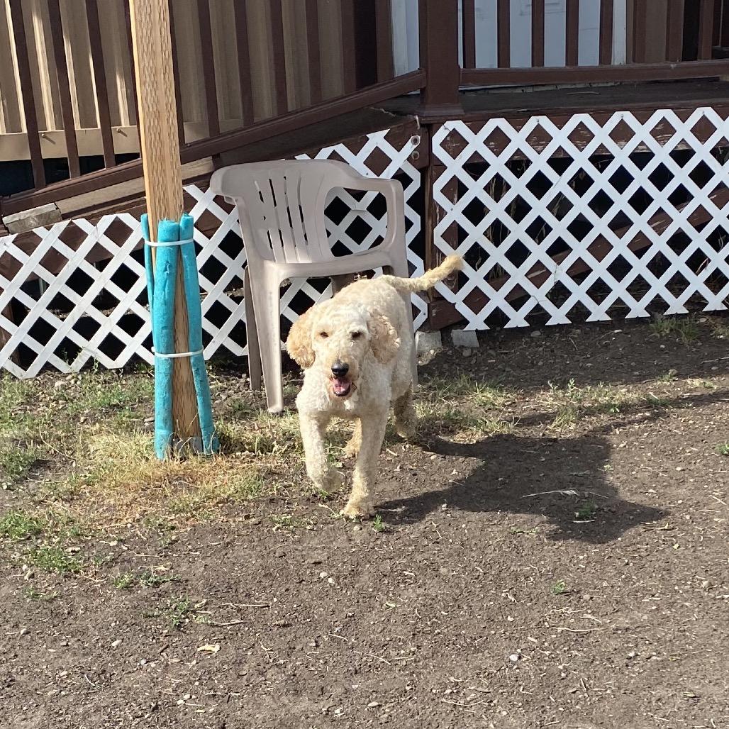 Enlarge Opal, a Adoptable mixed breed in Spokane, WA image 3/6