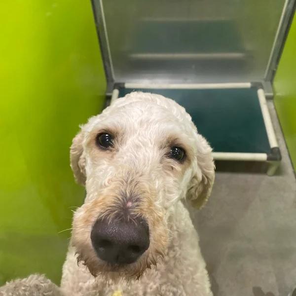Enlarge Opal, a Adoptable mixed breed in Spokane, WA image 4/6