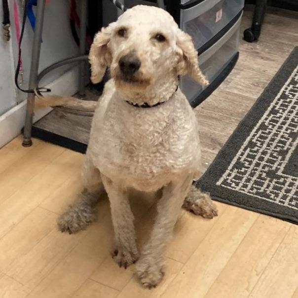 Enlarge Opal, a Adoptable mixed breed in Spokane, WA image 6/6