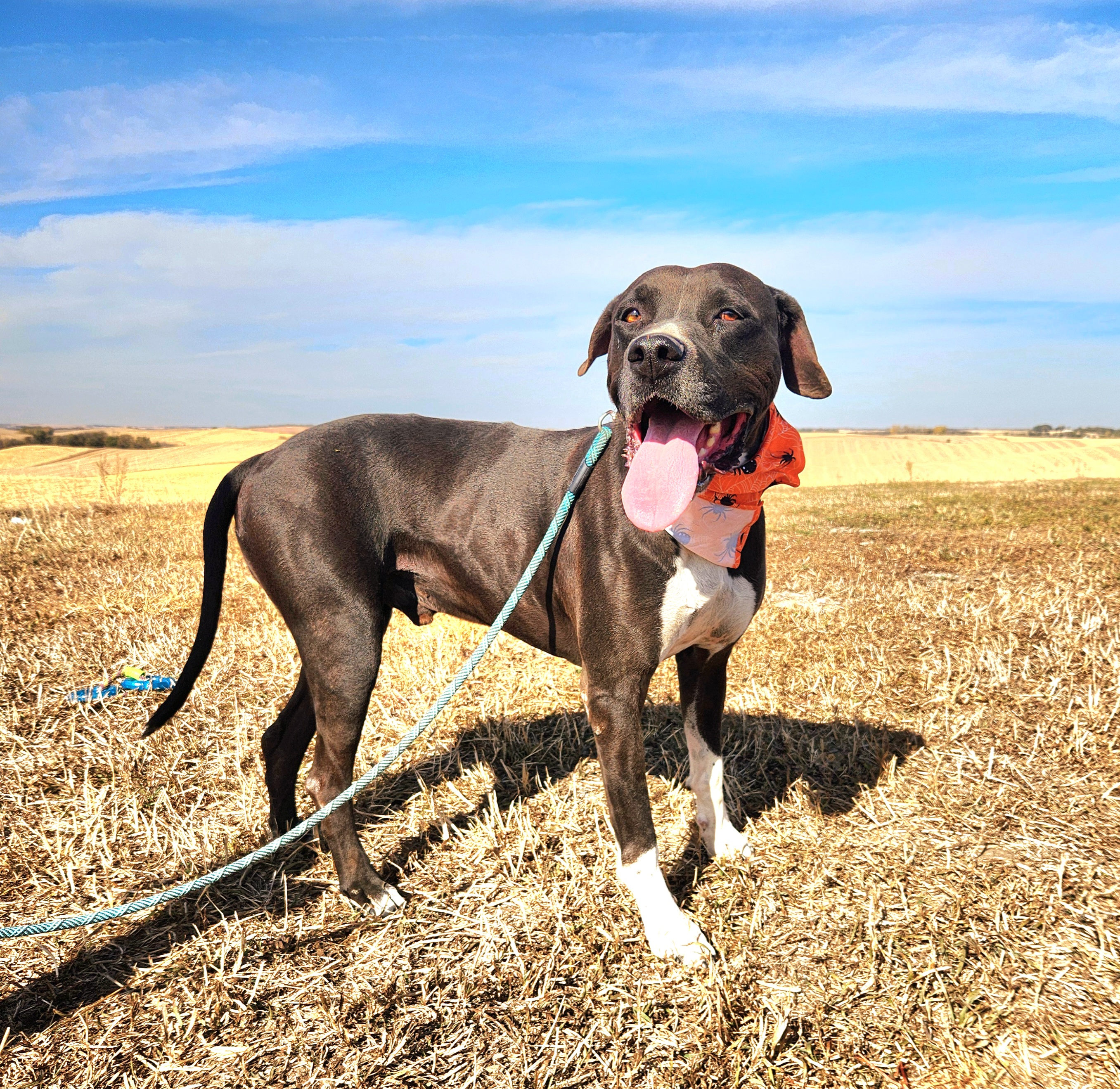Enlarge Zeke, a Adoptable mixed breed in Walthill, NE image 3/6