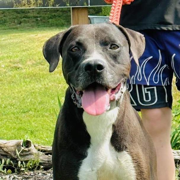Enlarge Zeke, a Adoptable mixed breed in Walthill, NE image 5/6