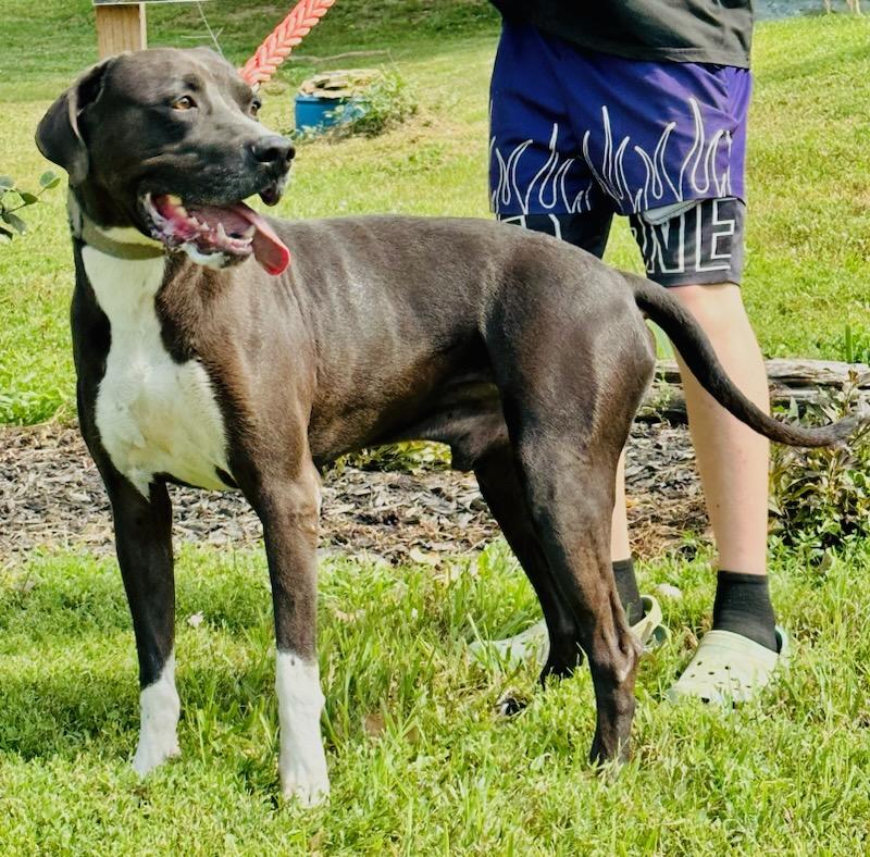 Enlarge Zeke, a Adoptable mixed breed in Walthill, NE image 6/6