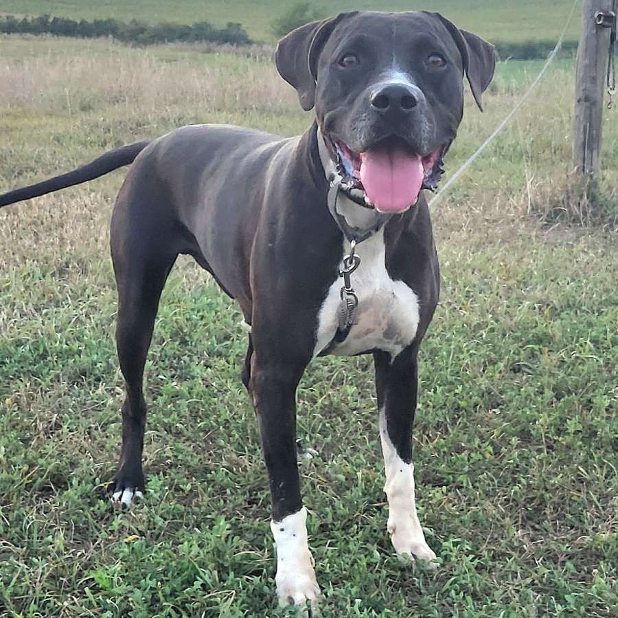 Enlarge Zeke, a Adoptable mixed breed in Walthill, NE image 4/6