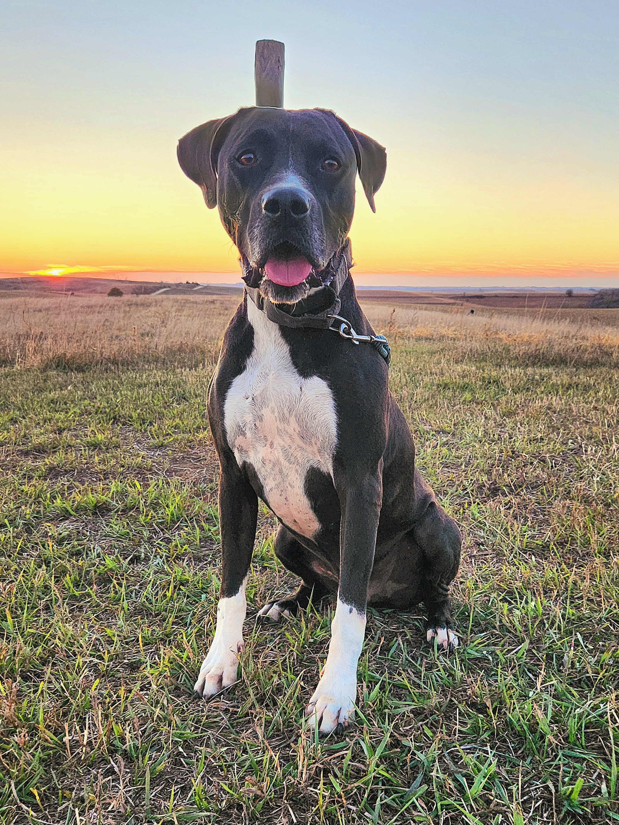 Enlarge Zeke, a Adoptable mixed breed in Walthill, NE image 1/6
