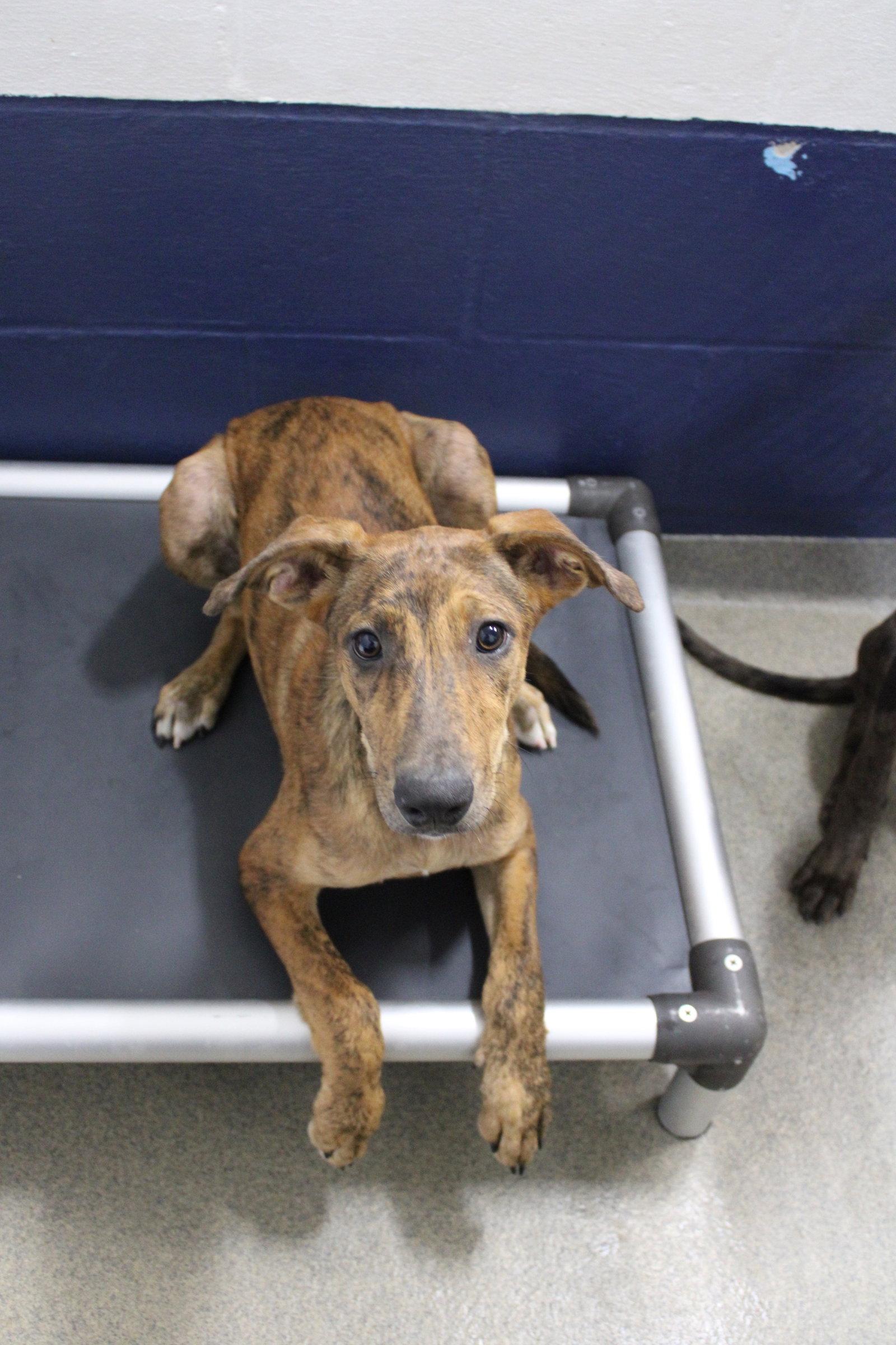 suki 3 month Ava 9/23, Adoptable, Young Female Catahoula Leopard Dog.