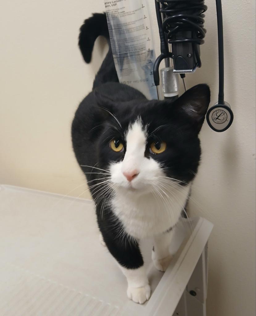 Jimbo, Adopted, Young Male Domestic Short Hair.