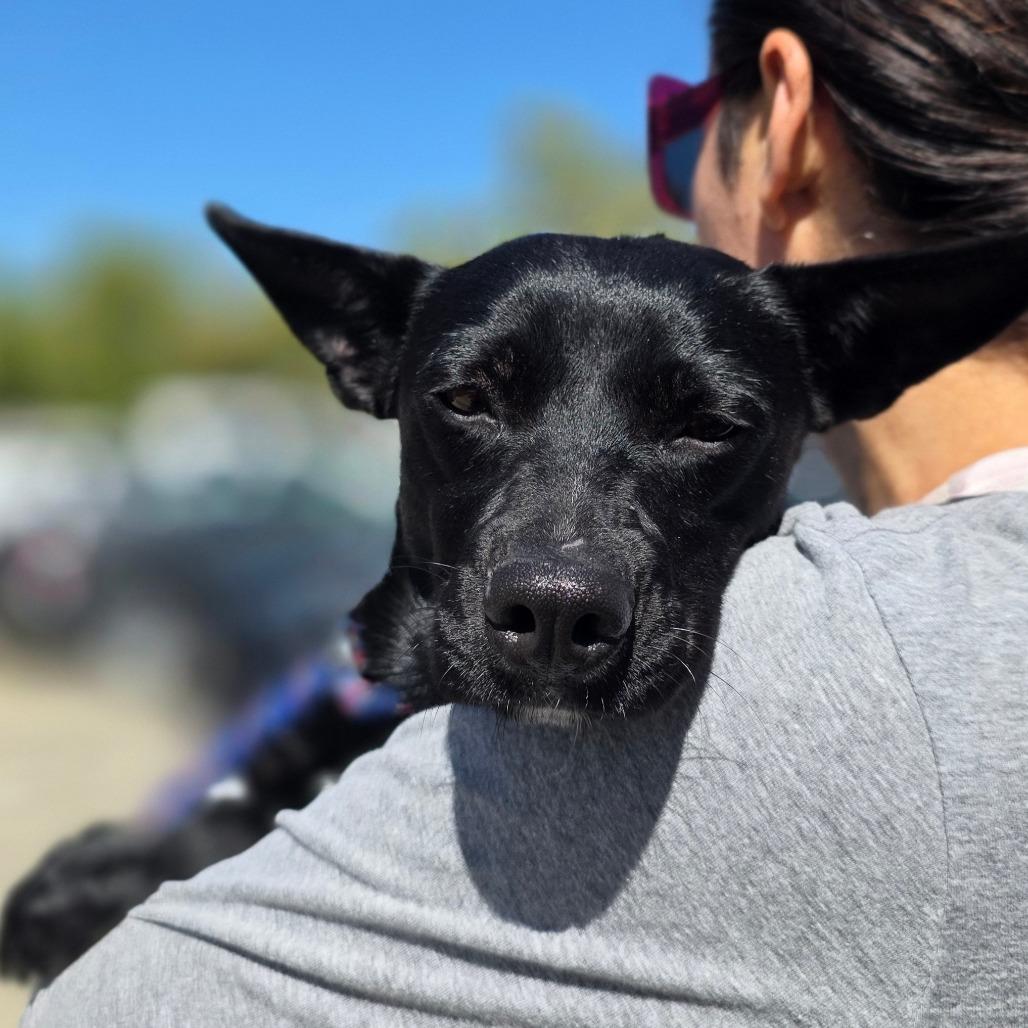 Giselle, Adoptable, Young Female Terrier & Black Labrador Retriever.